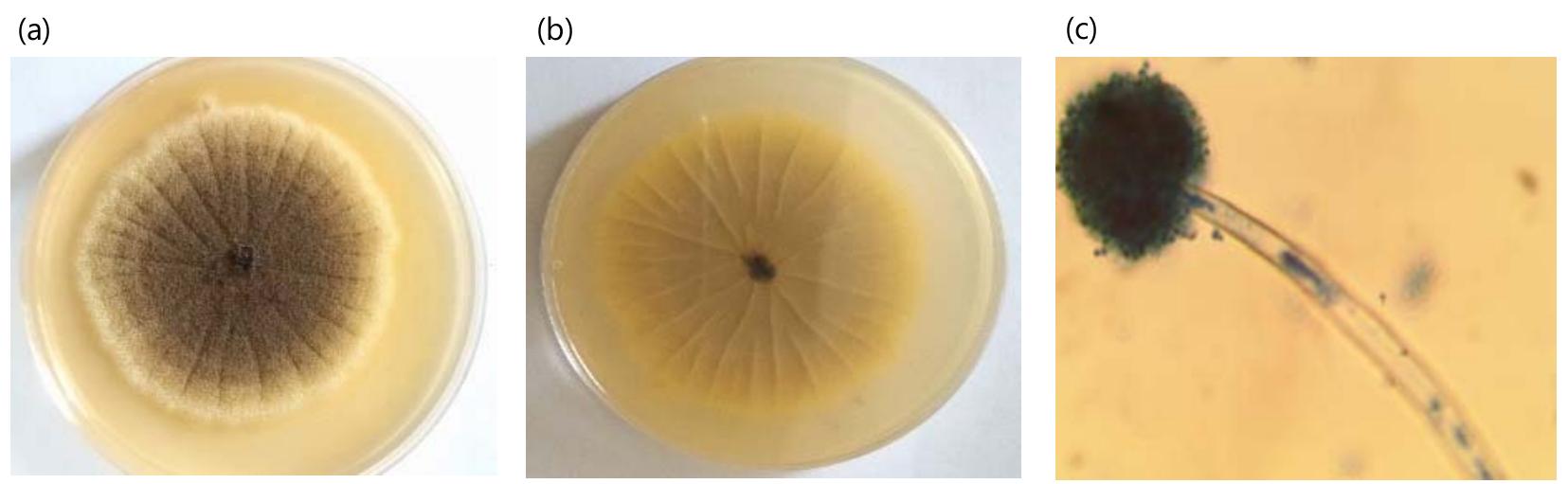 (PDF) Isolation and Morphological Identification of Aspergillus Species ...