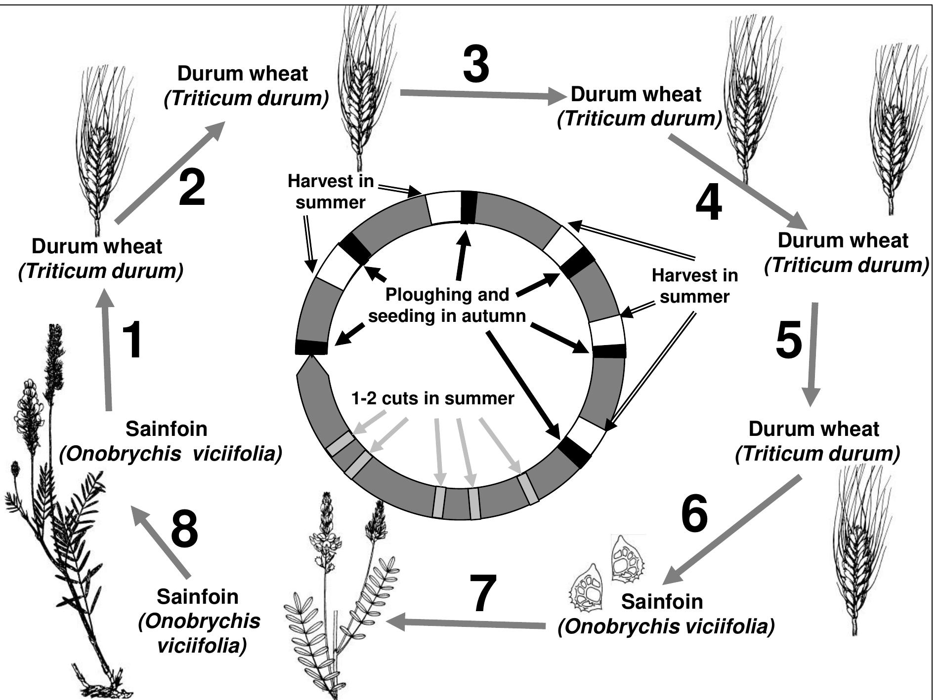 4: eight years of traditional crop rotation in the luberon