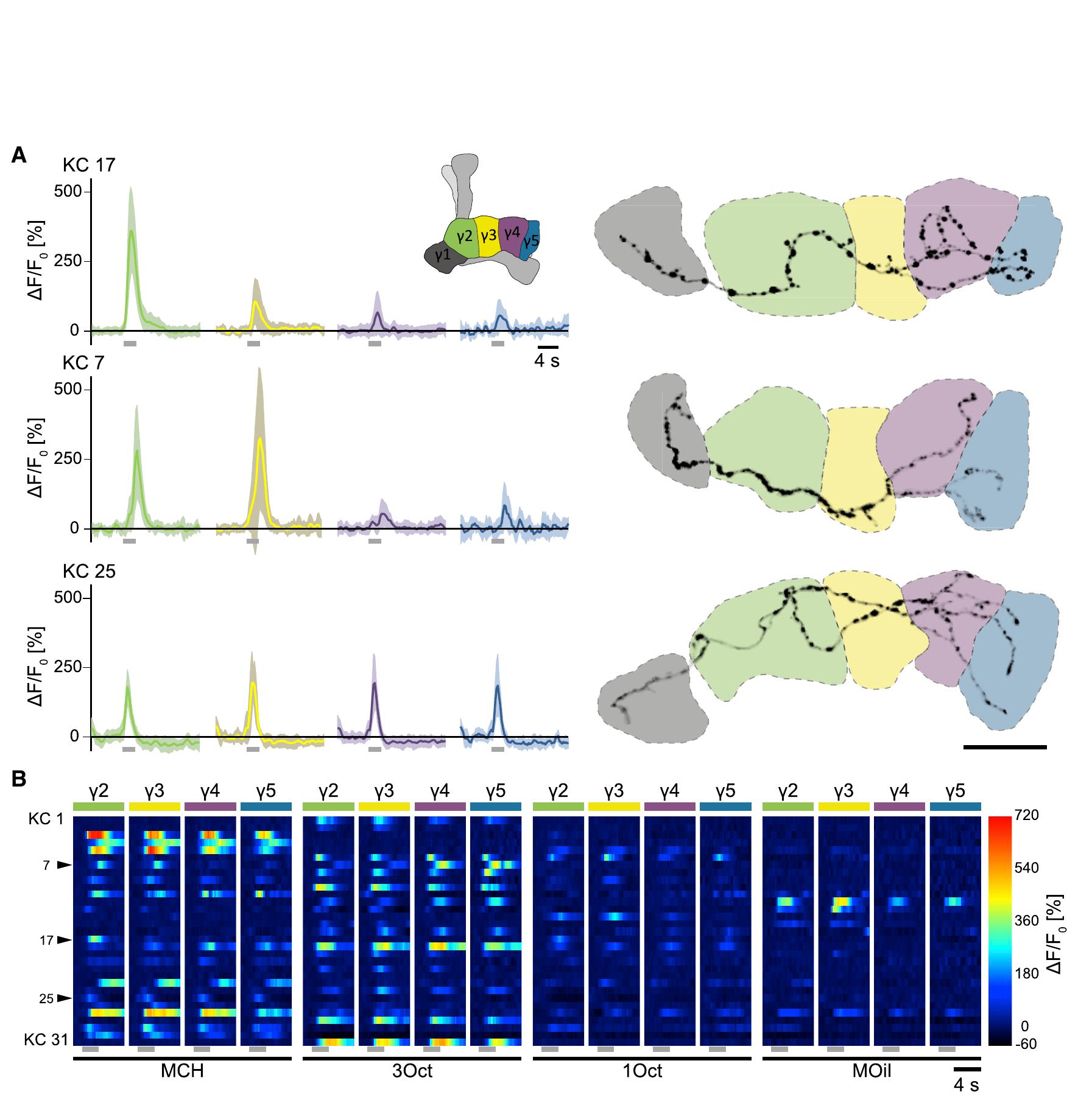 (PDF) Visualization of a Distributed Synaptic Memory Code in the ...