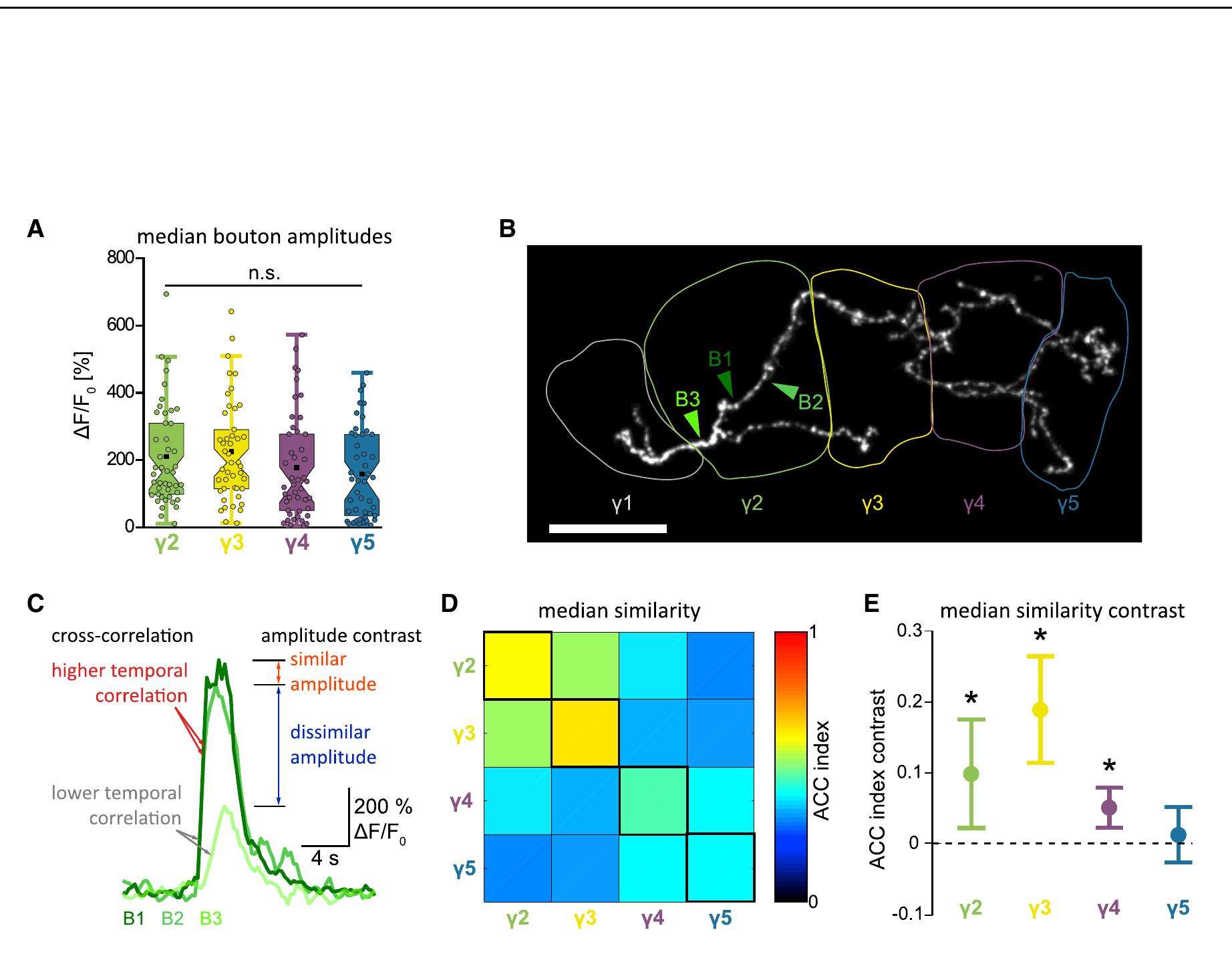 (PDF) Visualization of a Distributed Synaptic Memory Code in the ...