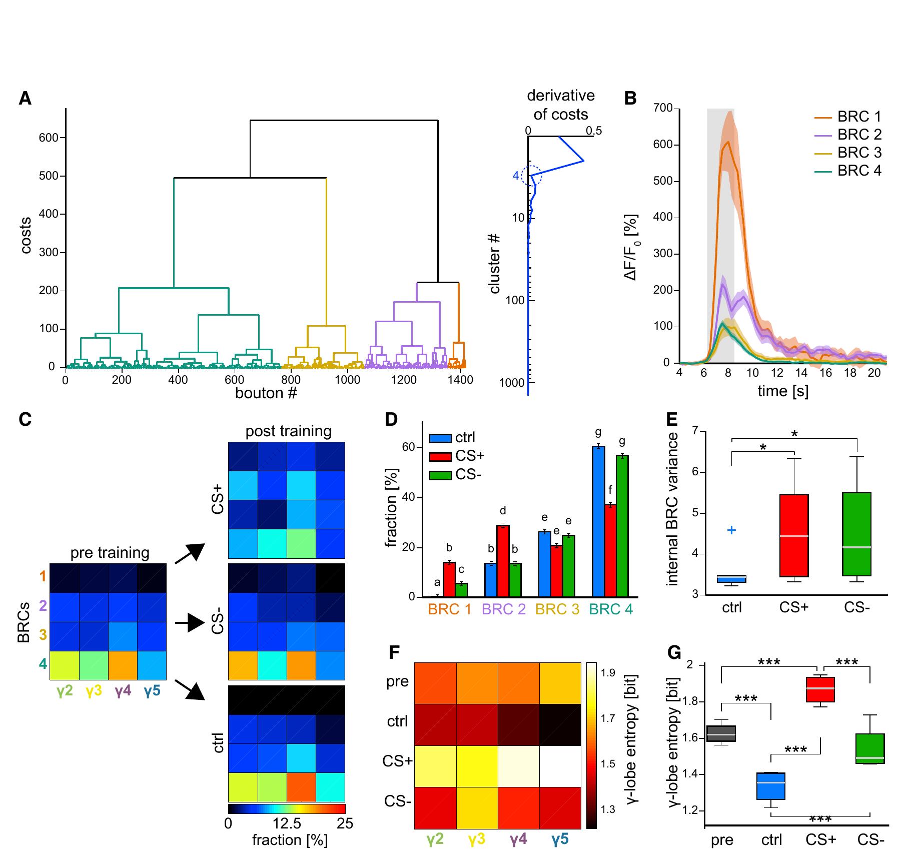 (PDF) Visualization of a Distributed Synaptic Memory Code in the ...