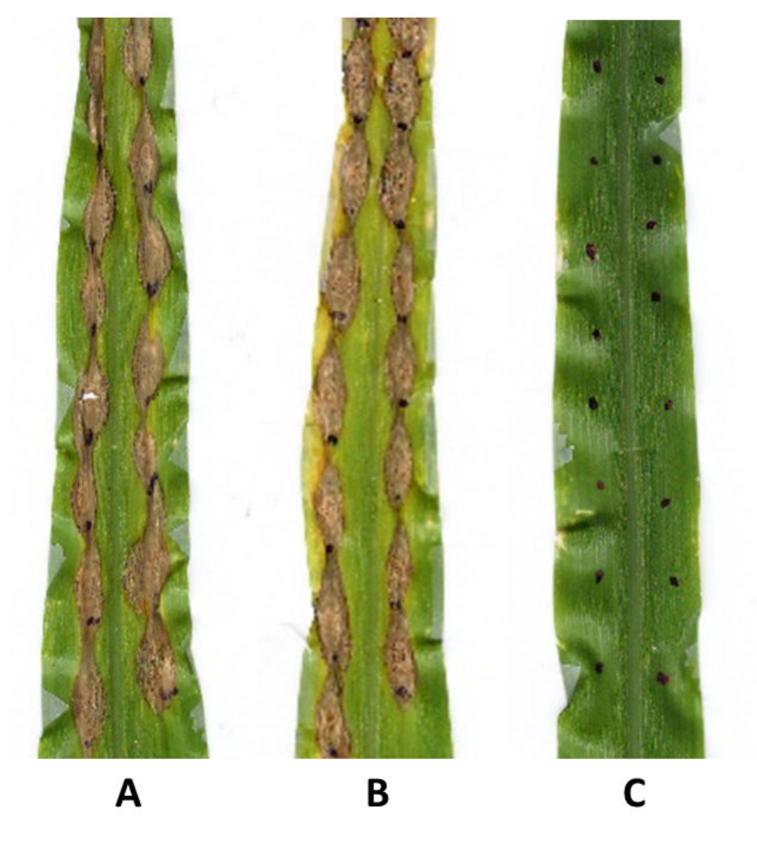 (PDF) First Report of Colletotrichum graminicola Causing Maize ...