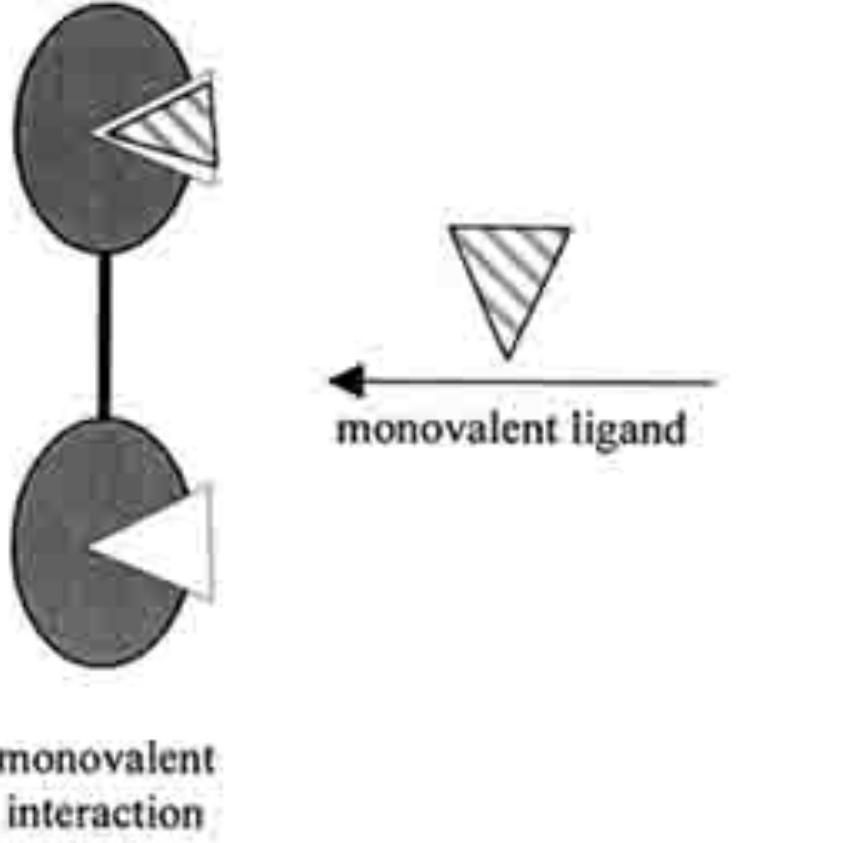 (PDF) Multivalent Binding in the Design of Bioactive Compounds