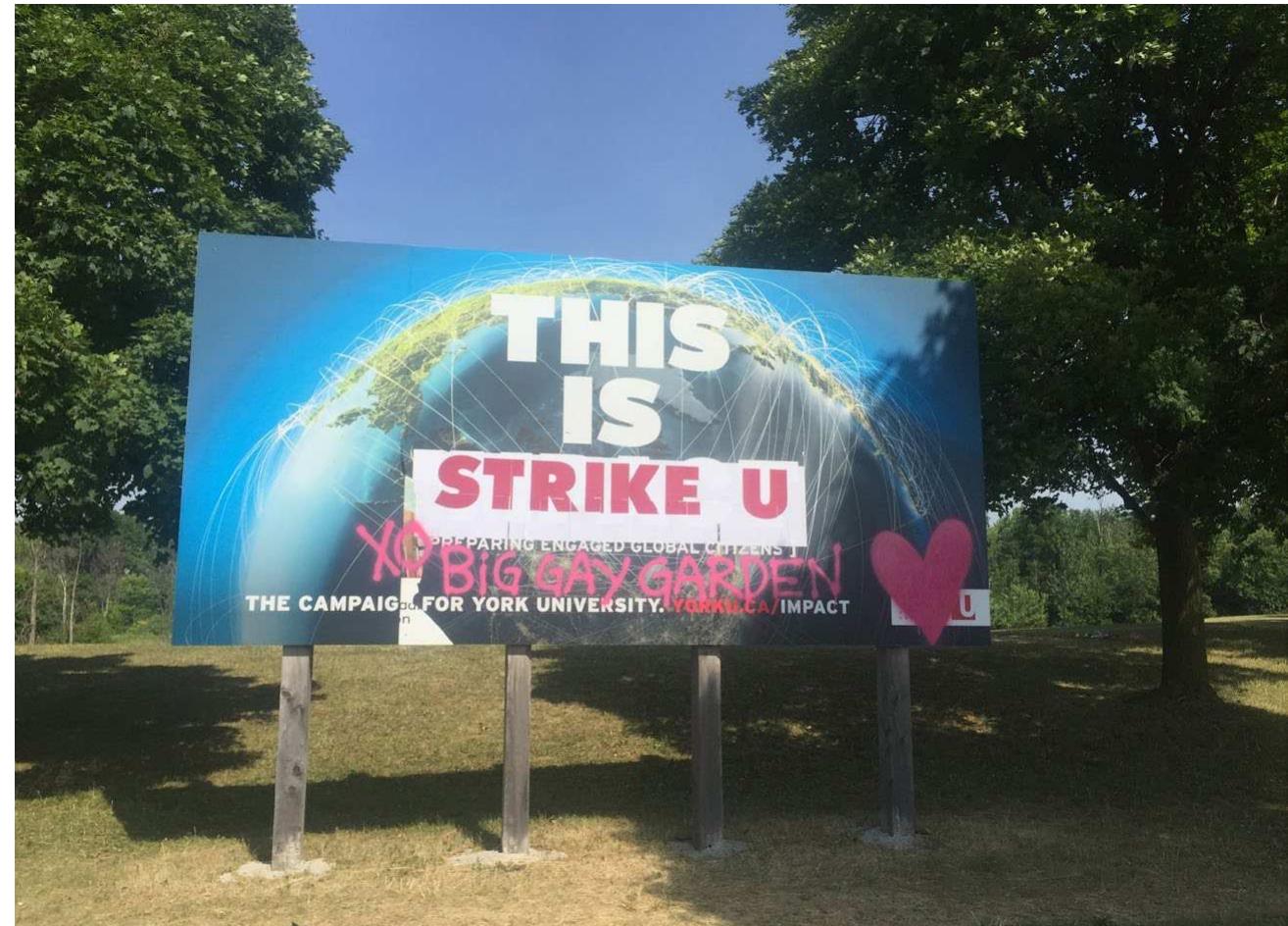 difficult emotions and persistent political tensions through noticing, listening, navigating conflict, admitting defeat, harvesting insight, appreciating beauty, laughing. Together with the rudbeckia (lower left) that anchored the four corners of the garden, which Gay Gardeners dubbed Rude Becky, we abided and adapted to the punitive procedures of institutional politics and harsh weather conditions alike.  York’s “This Is...” campaign suggested that the university was a place for ‘preparing engaged global citizens.’ Located directly adjacent to the BGG, this billboard became a favored spot for ‘civil disobedience,’ which BGG’ers took to calling ‘soft crimes.’ Owing to its prominent location, the BGG invited, if not demanded, constant rearticulation and reimagination of the impact that the strike was having on the very ‘engaged citizens’ that the campaign interpellated. The administration’s initial refusal to engage the union had inspired the chant “CUPE wants to bargain.” Their persistent refusal to bargain eventually begat the remix: “CUPE wants to garden.” 