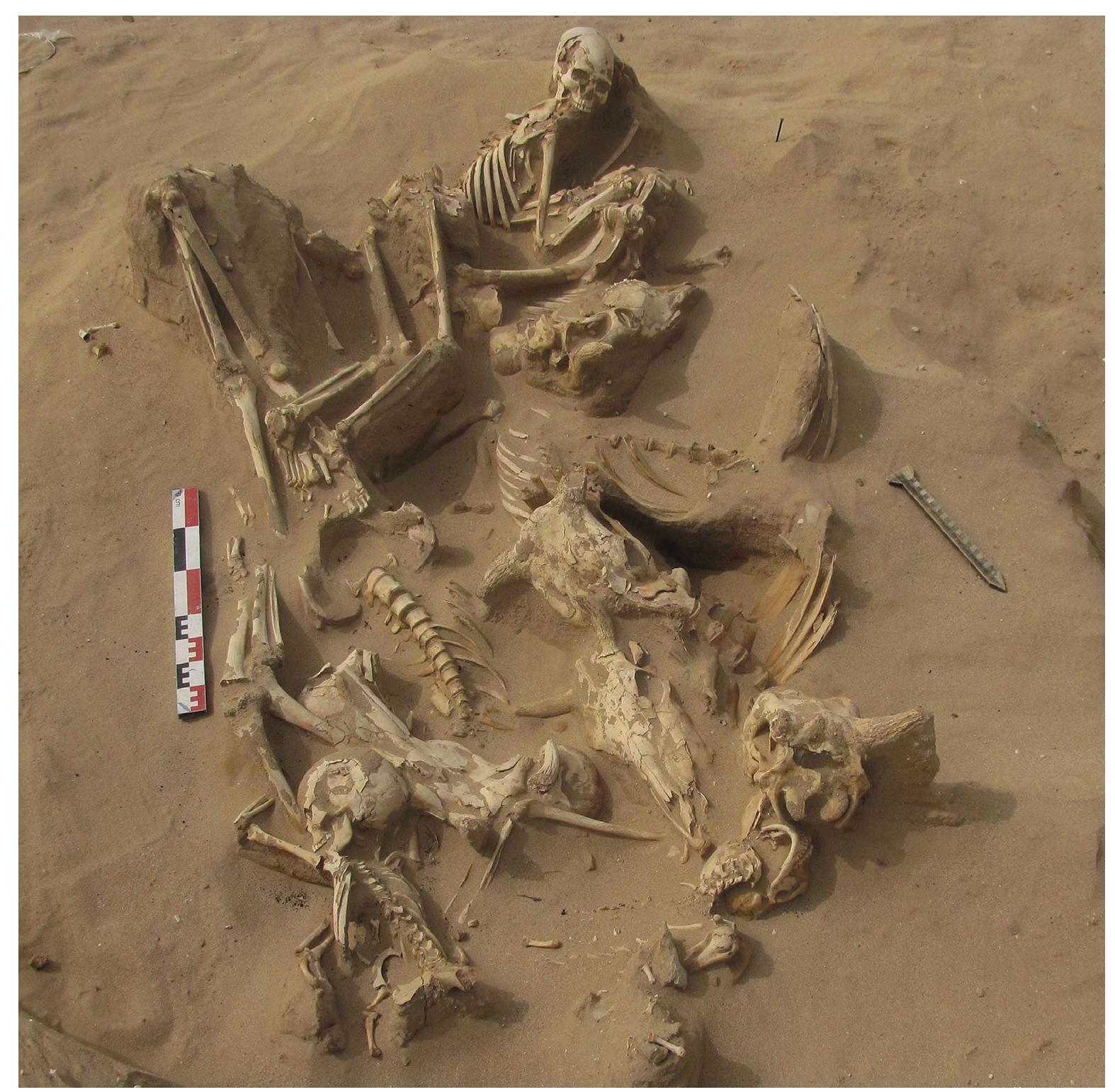 Fig. 3. The deposit of eight human skeletons with five cattle crania and mandibles and vertebral segments in the Jal al Bahr necropolis (Photo: DGA Lebanon) / Le dépot de huit individus humains associés a cing cranes et mandibules et segments vertébraux de bovidées dans la nécropole de Jal al Bahr (photo : DGA Liban) 