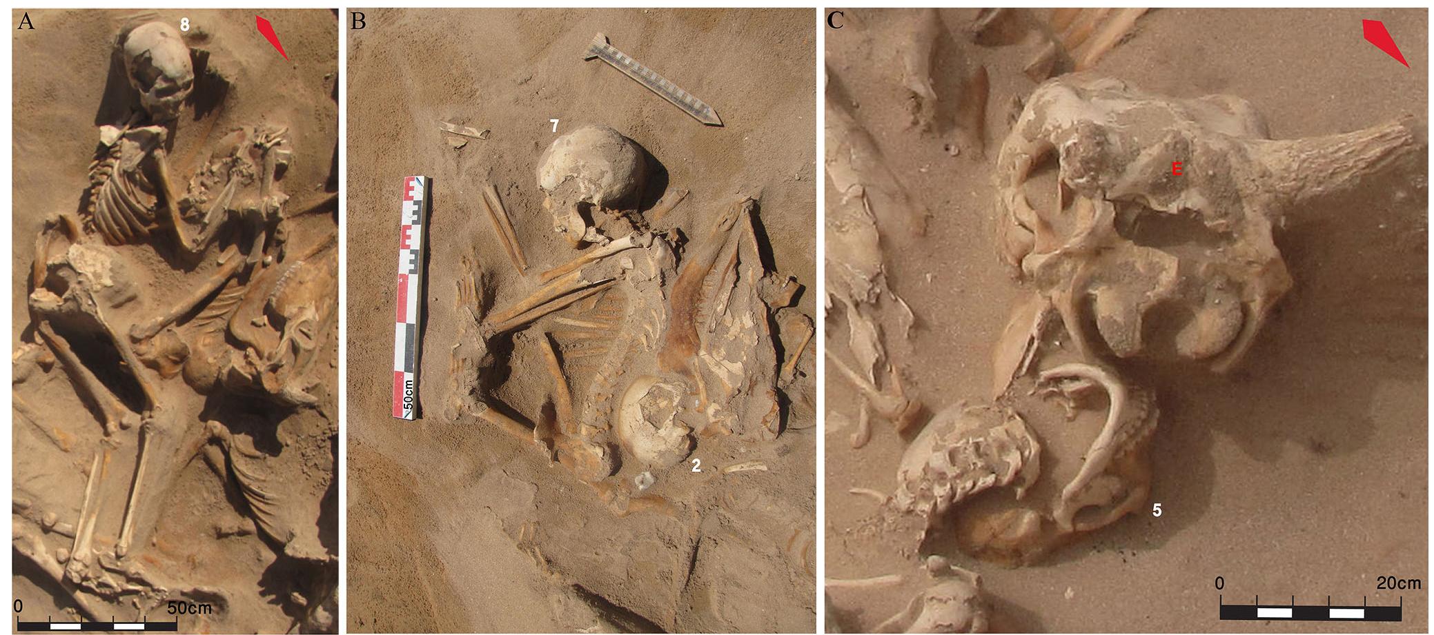 Fig. 4 Some features relating to the interpretation of the characteristics of the deposit. A: Skeletal remains of individual 6 in anatomical connection (and, importantly, with the labile hand and foot connections preserved). B: Example of individual. 2: Despite perfect anatomi- cal connections, the movement of the cranium is linked to the disappearance of flesh in individual 7. C: The craniofacial region of indi- vidual 5 is backward leaning so that the basicranial surface with the mandible is visible uppermost (Photos: DGA Lebanon) / Quelques particularités relatives a l’interprétation des caractéristiques du dépot : A : préservation des connexions des ossements des mains et des pieds de l’individu 6 ; B : exemple de l’individu 2, malgré la connexion anatomique parfaite, nous pouvons observer le mouvement du crane lié a la disparition d’un grand volume de chair de l’individu 7 ; C : le bloc craniofacial de l’individu 5 est penché en arriere,  de telle sorte qu’il est en vue caudale avec la mandibule visible (photos : DGA Liban) 