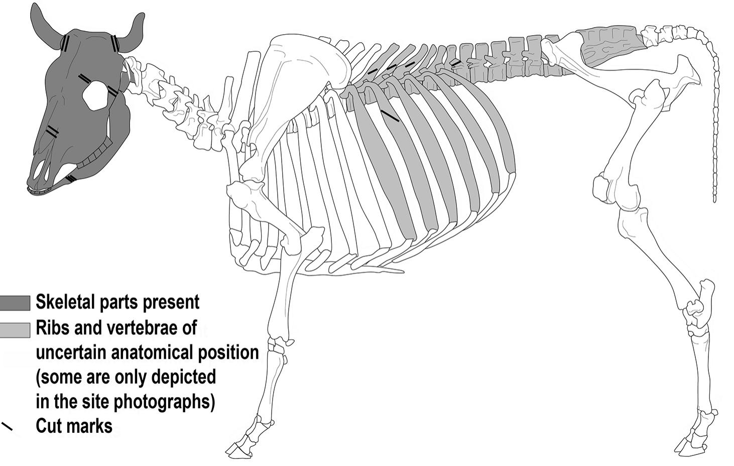 Fig. 5 Location of cut marks observed on the cattle remains (drawing by M. Coutureau) / Localisation des traces de découpe observées sur les restes de bovinés (dessin d’aprés M. Coutureau)  Fig. 5 Location of cut marks observed on the cattle remains (drawing by M. Coutureau) / Localisation des traces de découpe observées 