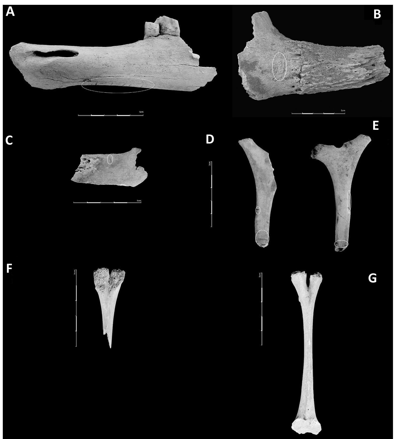 Fig. 6 Cattle remains. A, B, C, D & E: Location of cut marks on different skeletal elements (A: Left mandible. B: Right horn-core. C: Transverse process of lumbar vertebra. D & E: Hyoid bones). The cut marks are indicated by white circles. F & G: Bifid spinous pro- cesses of bovine thoracic vertebrae / Restes de bovinés, A, B, C, D & E : localisation des traces de découpe sur les différents éléments squelettiques. A : manibule gauche ; B : cheville osseuse droite ; C : processus transverse de vertébre lombaire ; D & E : os hyoides. Les traces de découpe sont indiquées par des cercles blancs. F & G : processus épineux bifides de vertébres thoraciques de bovinés 