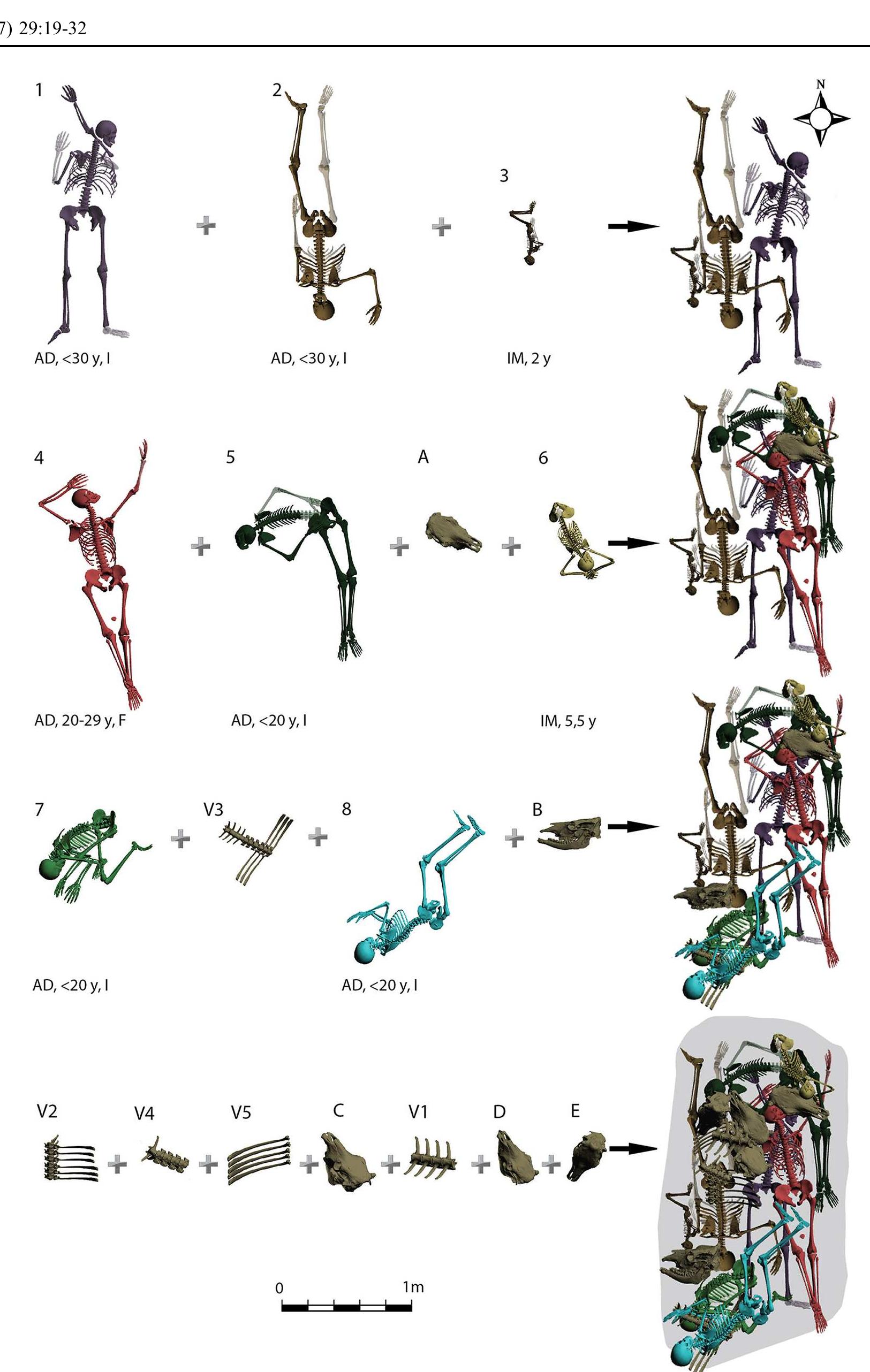 Fig. 7 Three-dimensional reconstruction of the simultaneous deposit at Jal al Bahr. The skeletal elements with uncertain positions are highlighted in light grey; the lateralization of skeletal elements present helped to determine their original positions (Modeling by G. Sachau-Carcel) / La reconstruction 3D du dépot simultané de Jal al Bahr. Les éléments squelettiques dont la position est incertaine sont  surlignés en gris clair, c’est la latéralisation des éléments squelettiques présents qui a induit leurs positions initiales (modeélisation par G. Sachau-Carcel) 