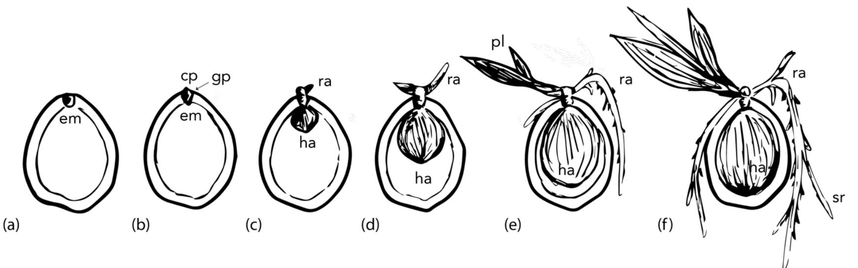 (PDF) Fruit Biology of Coconut (Cocos nucifera L.)