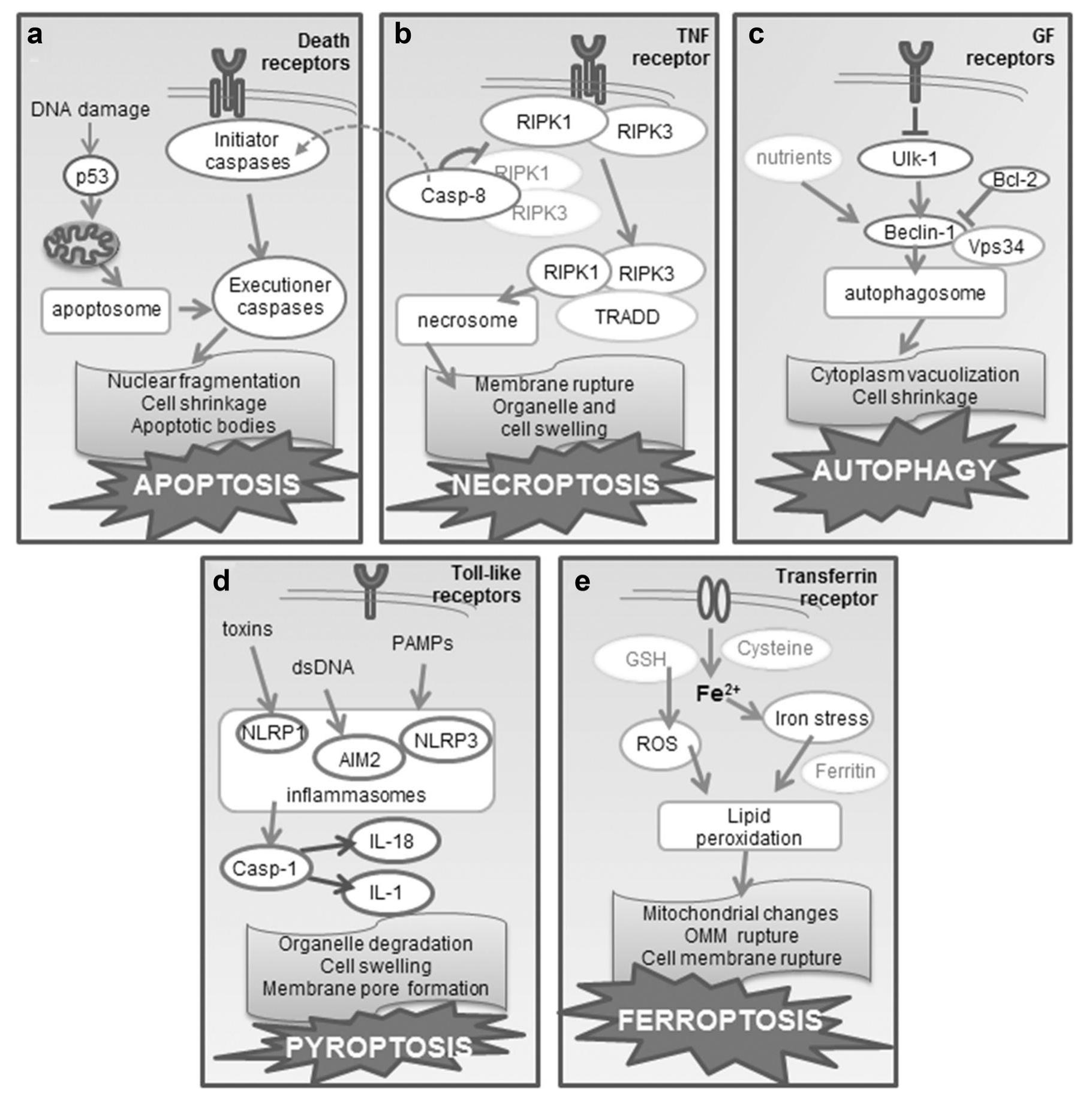 (PDF) Routes to cell death in animal and plant kingdoms: from classic ...
