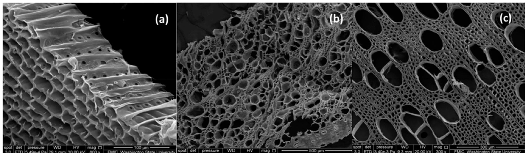(PDF) Perspectives of Engineered Biochar for Environmental Applications ...