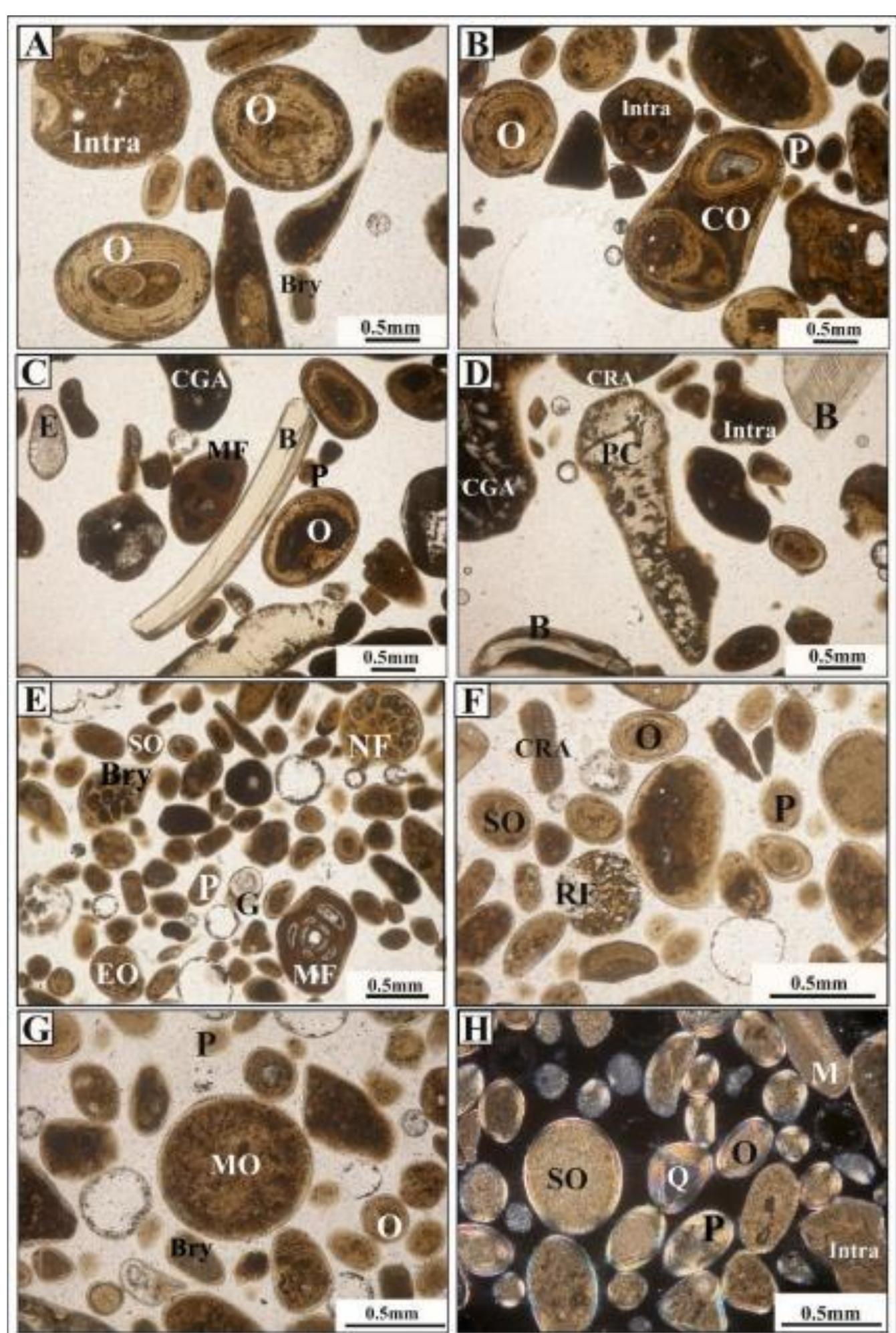 (PDF) Sedimentological and Mineralogical Fingerprint of the Beach ...