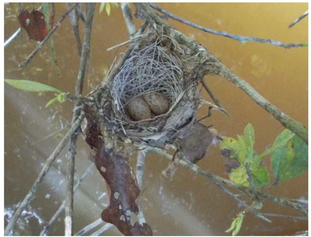 Nest Roots (PDF) Description of the nest of two Thamnophilidae species in ...
