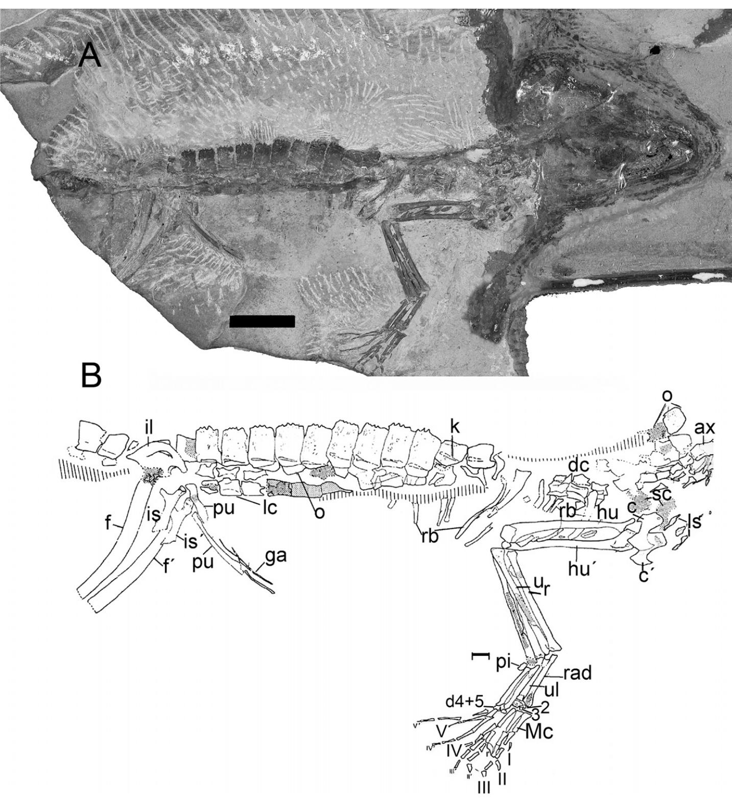 Schematic drawing of the skull of a basal crocodyliform