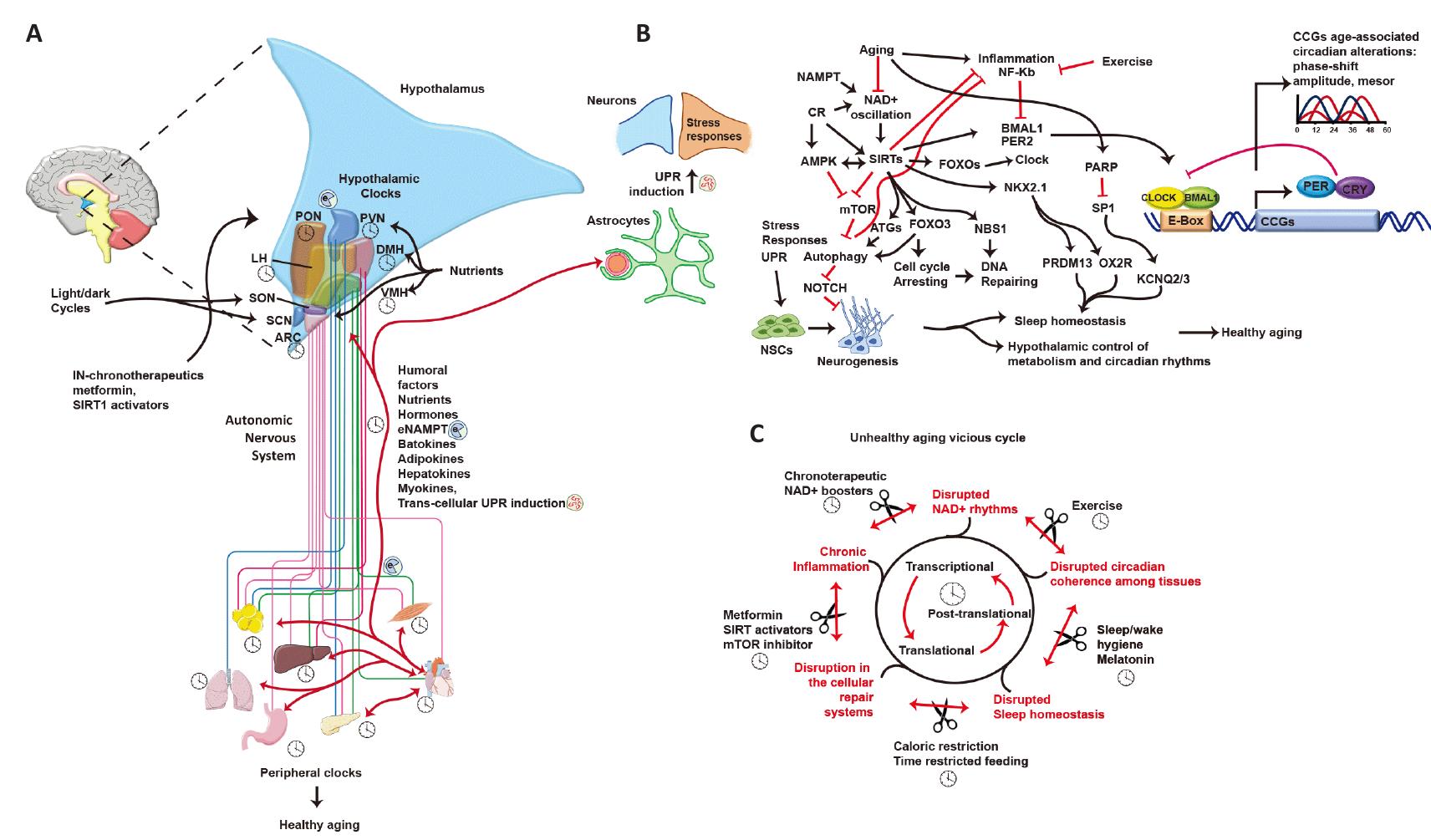 (PDF) Hypothalamic circuits and aging: keeping the circadian clock updated