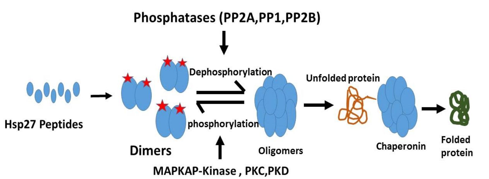 Mechanism for phosphorylation and dephosphorylation of hsp27