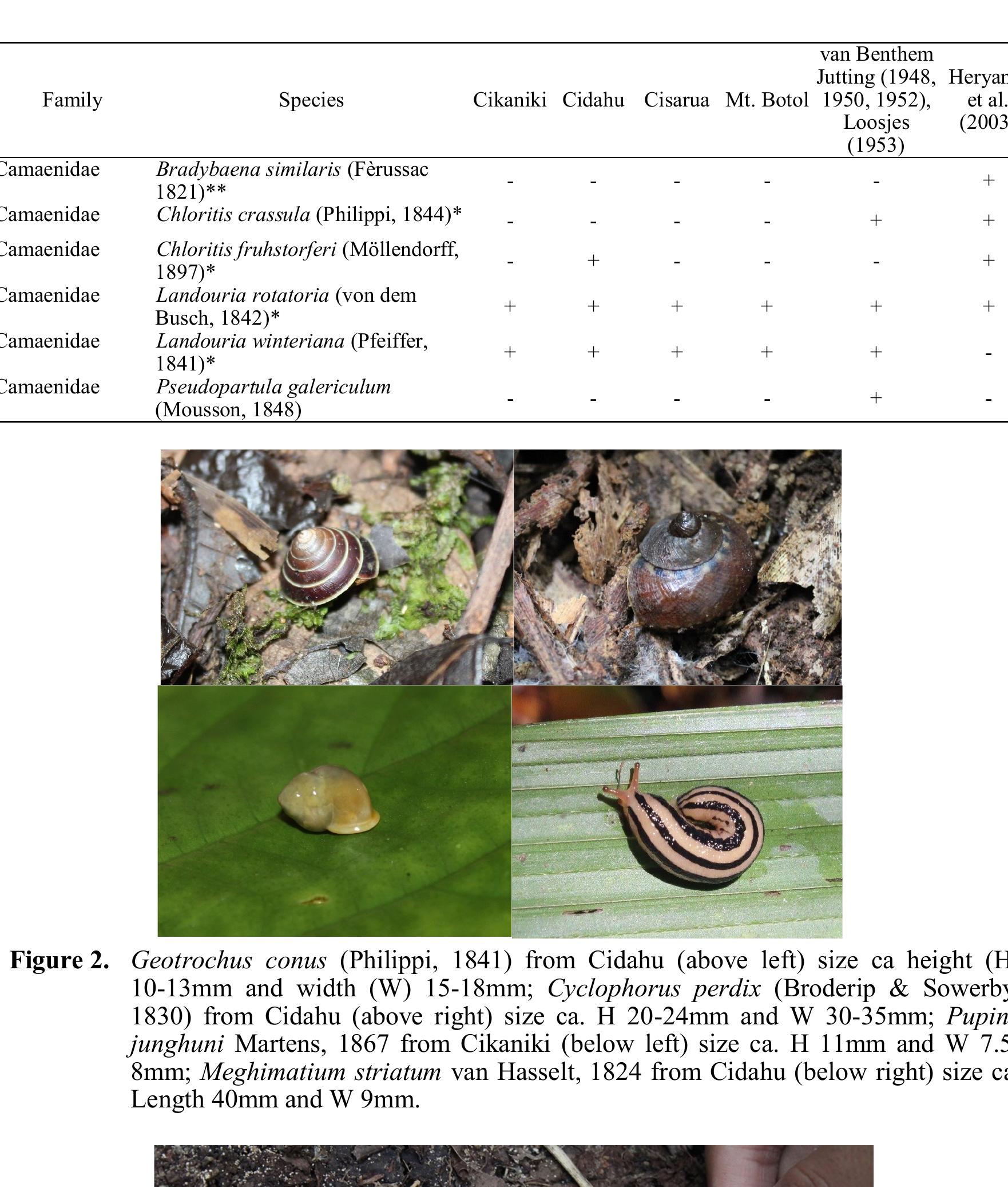 (PDF) Diversity and Ecology of Land Snails in Gunung Halimun Salak ...