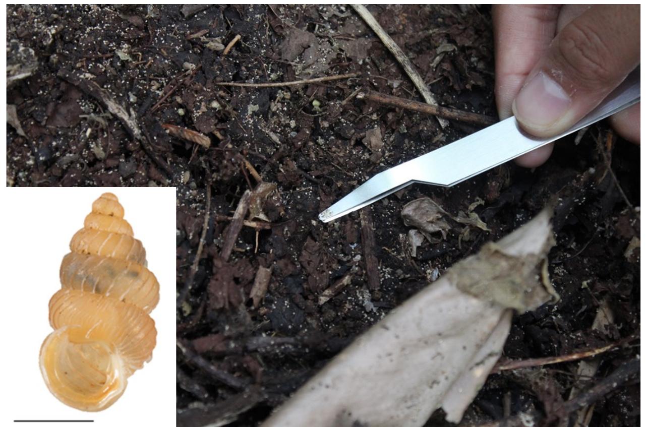 (PDF) Diversity and Ecology of Land Snails in Gunung Halimun Salak ...