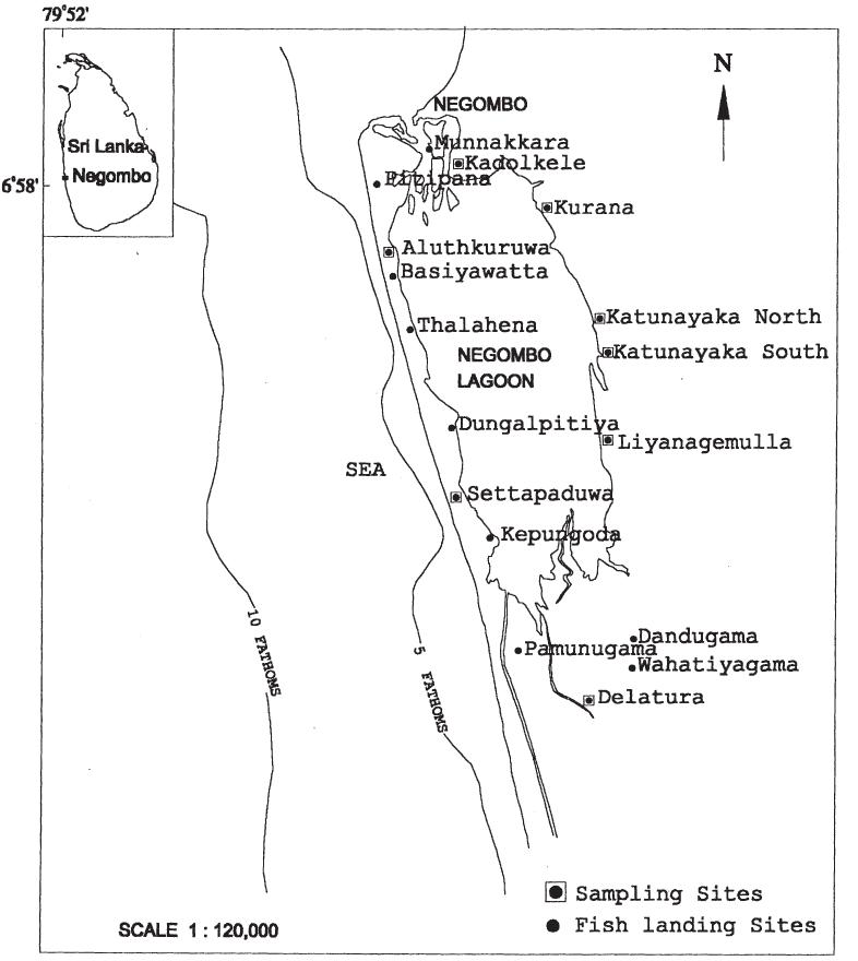 Figure 1 - from Shrimp fishery in the Negombo lagoon on the