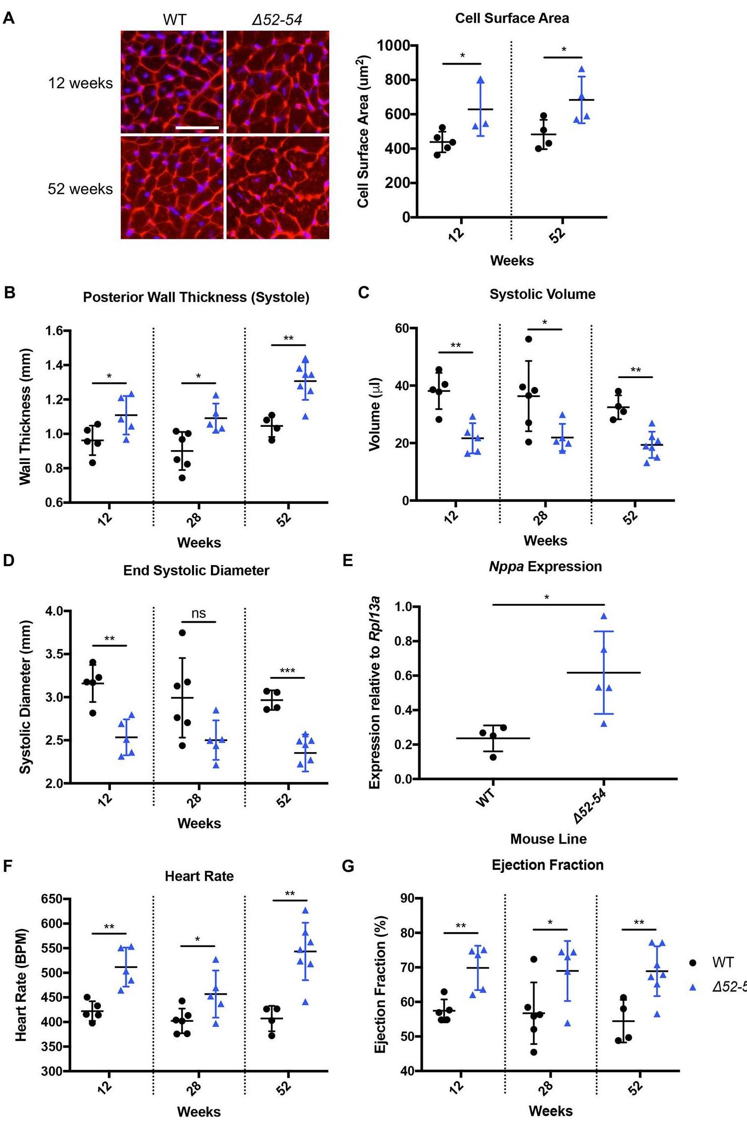 (PDF) A novel mouse model of Duchenne muscular dystrophy carrying a ...
