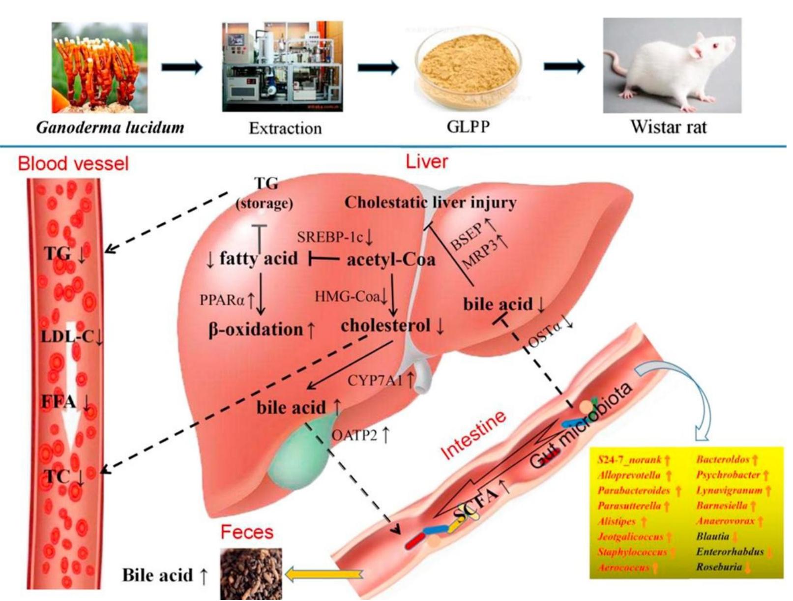 (PDF) Nutritional Profile and Health Benefits of Ganoderma lucidum ...