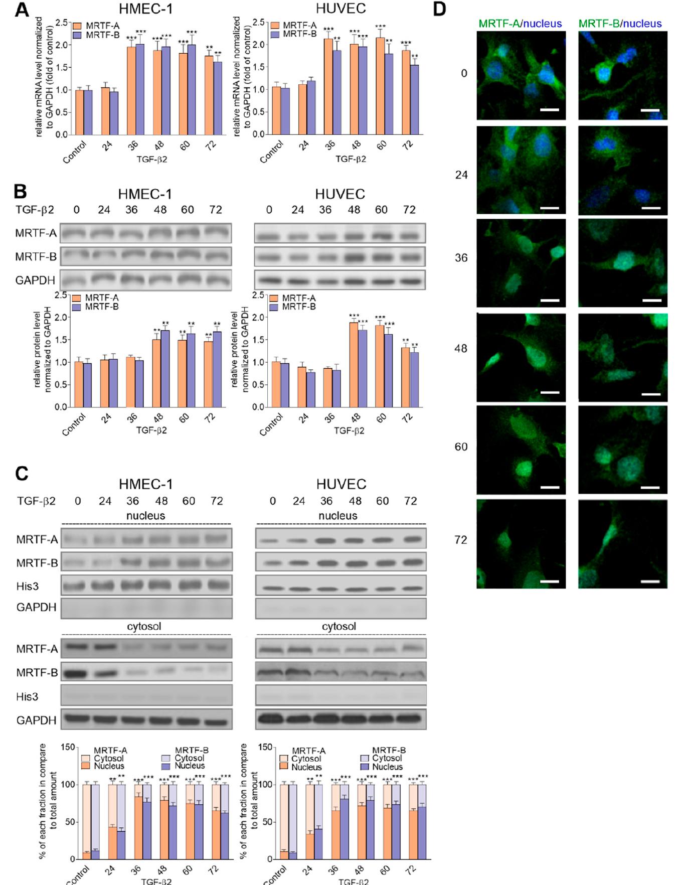 (PDF) The New Model of Snail Expression Regulation: The Role of MRTFs ...