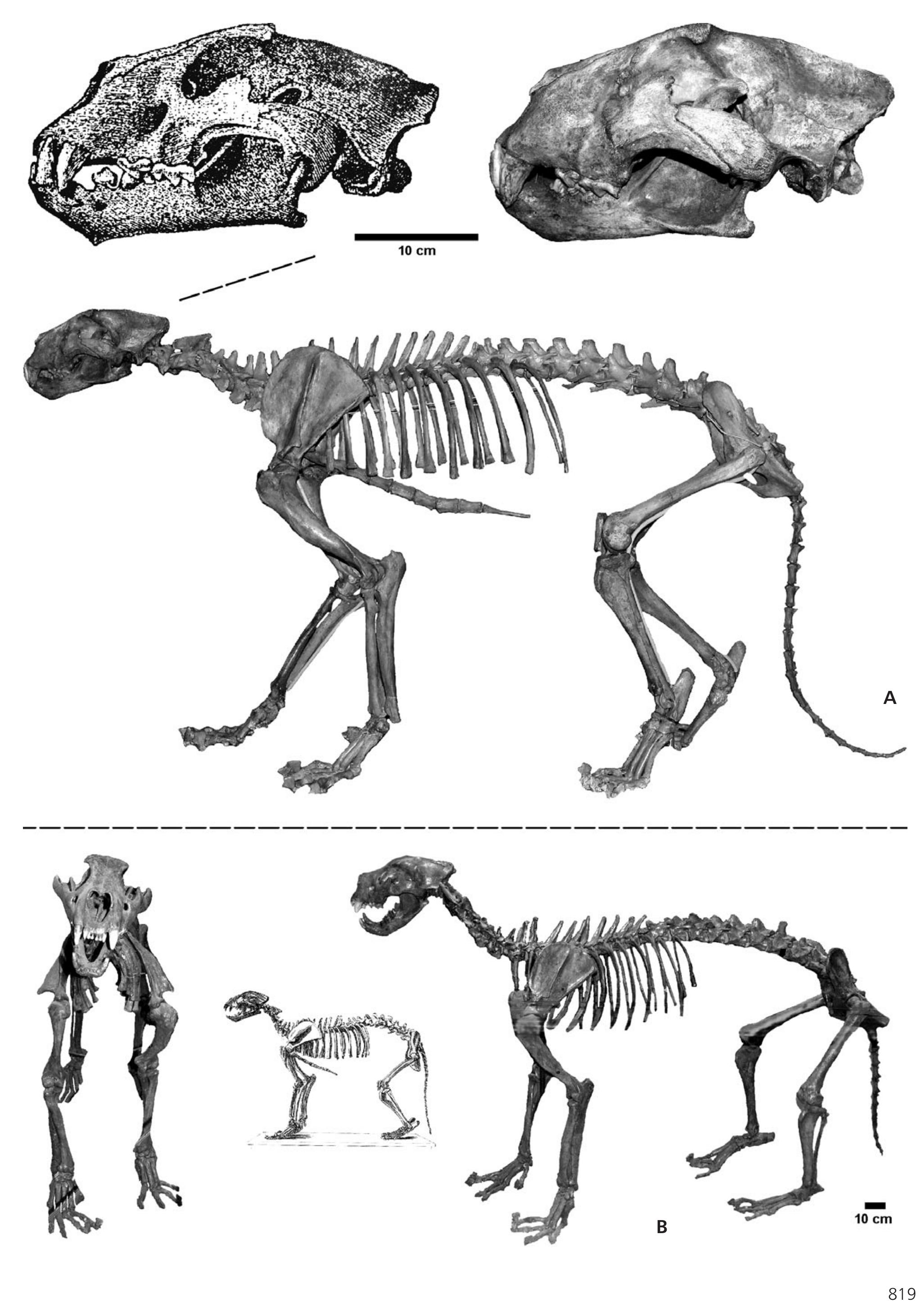 figure-9-from-late-pleistocene-panthera-leo-spelaea