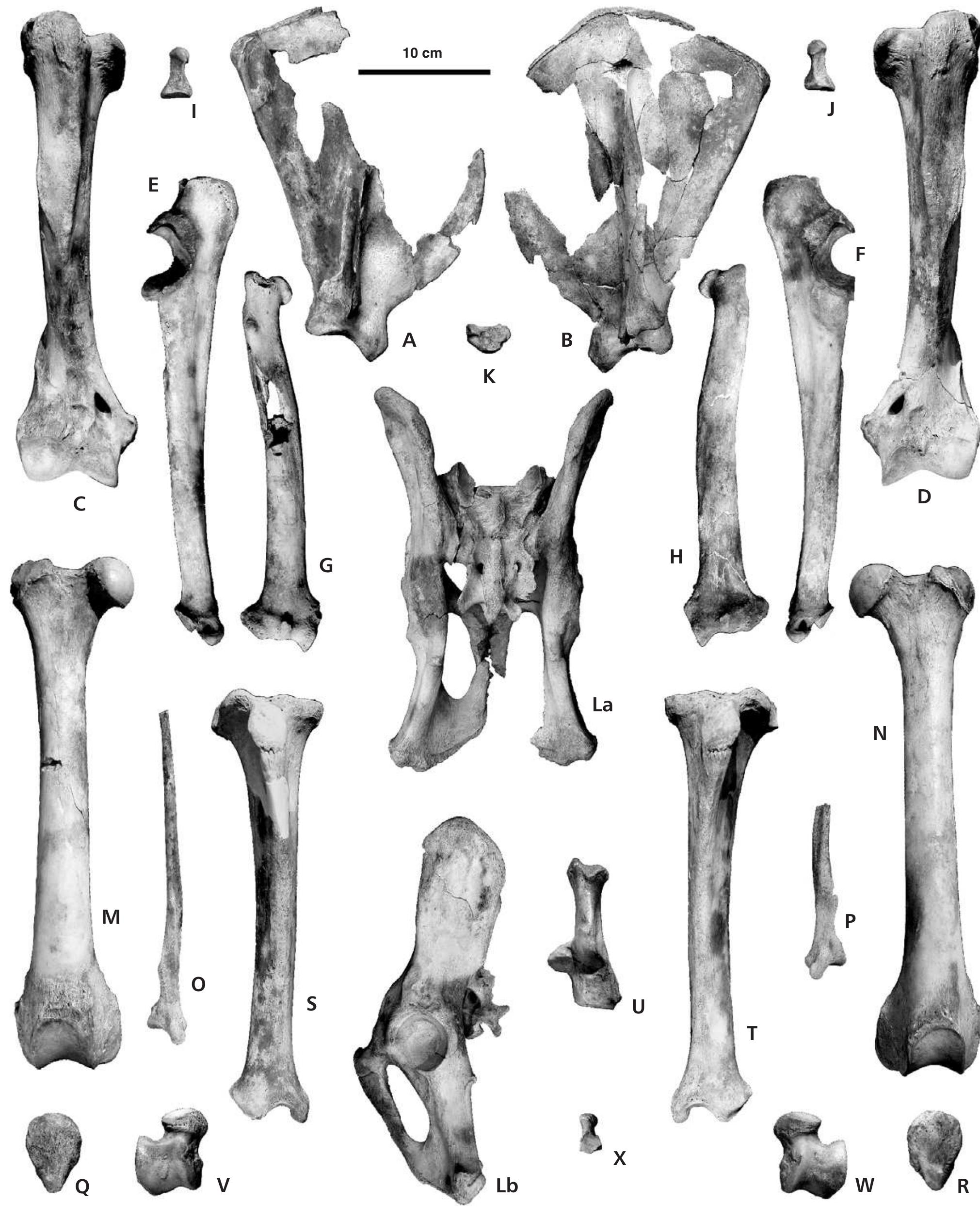 figure-9-from-late-pleistocene-panthera-leo-spelaea