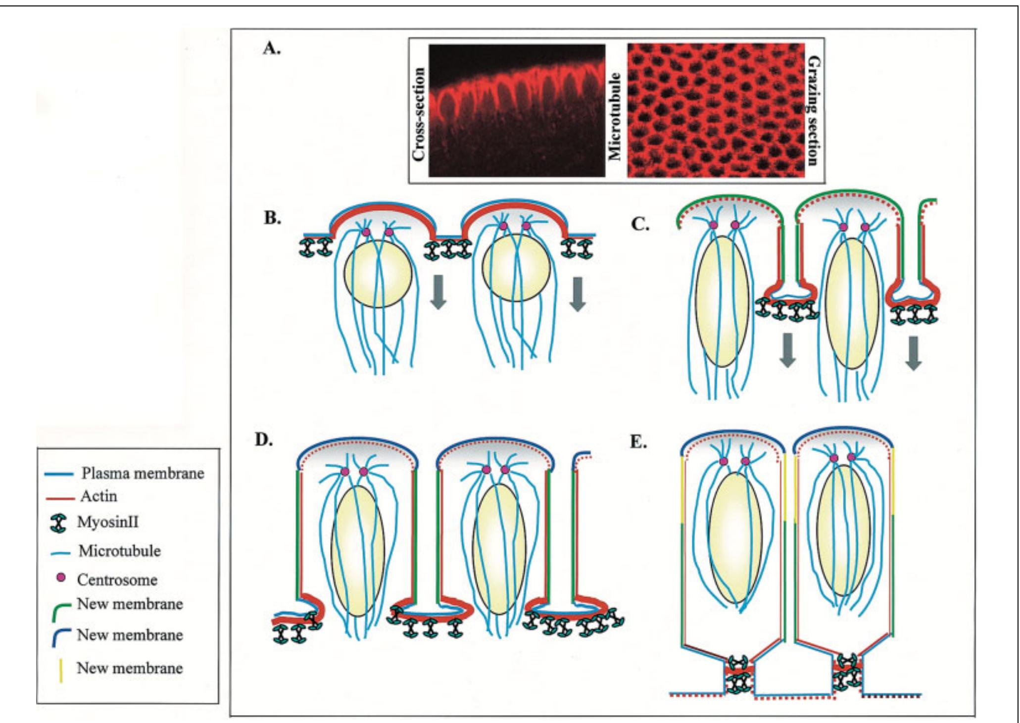 Co-ordination of microtubules, actin filaments and myosin