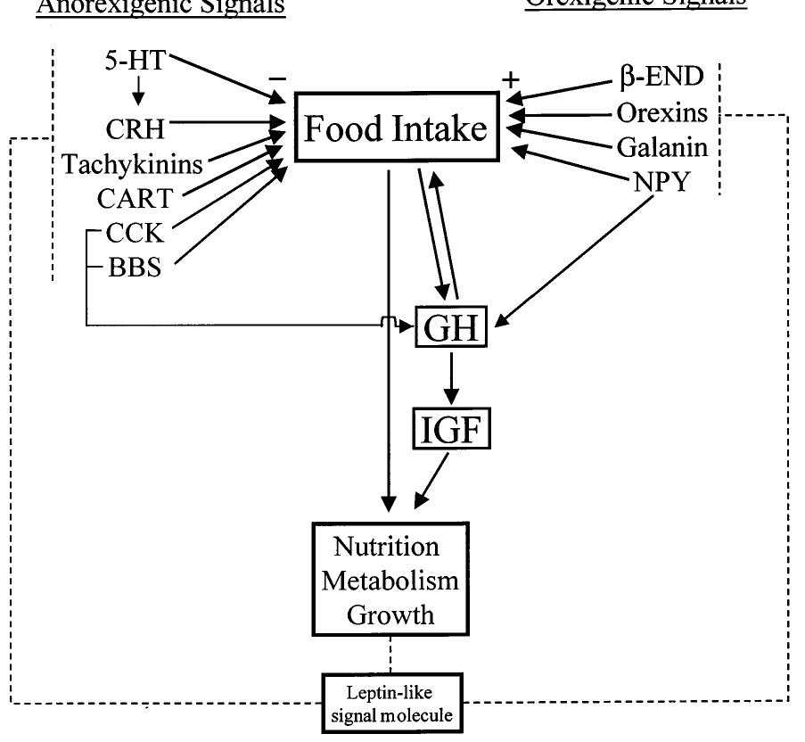 (PDF) Brain regulation of feeding behavior and food intake in fish