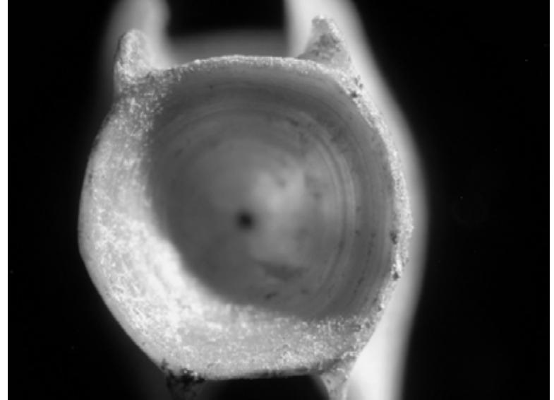 Taphonomy Fish (PDF) The Taphonomy of Owl-Deposited Fish Remains and the Origin of the ...