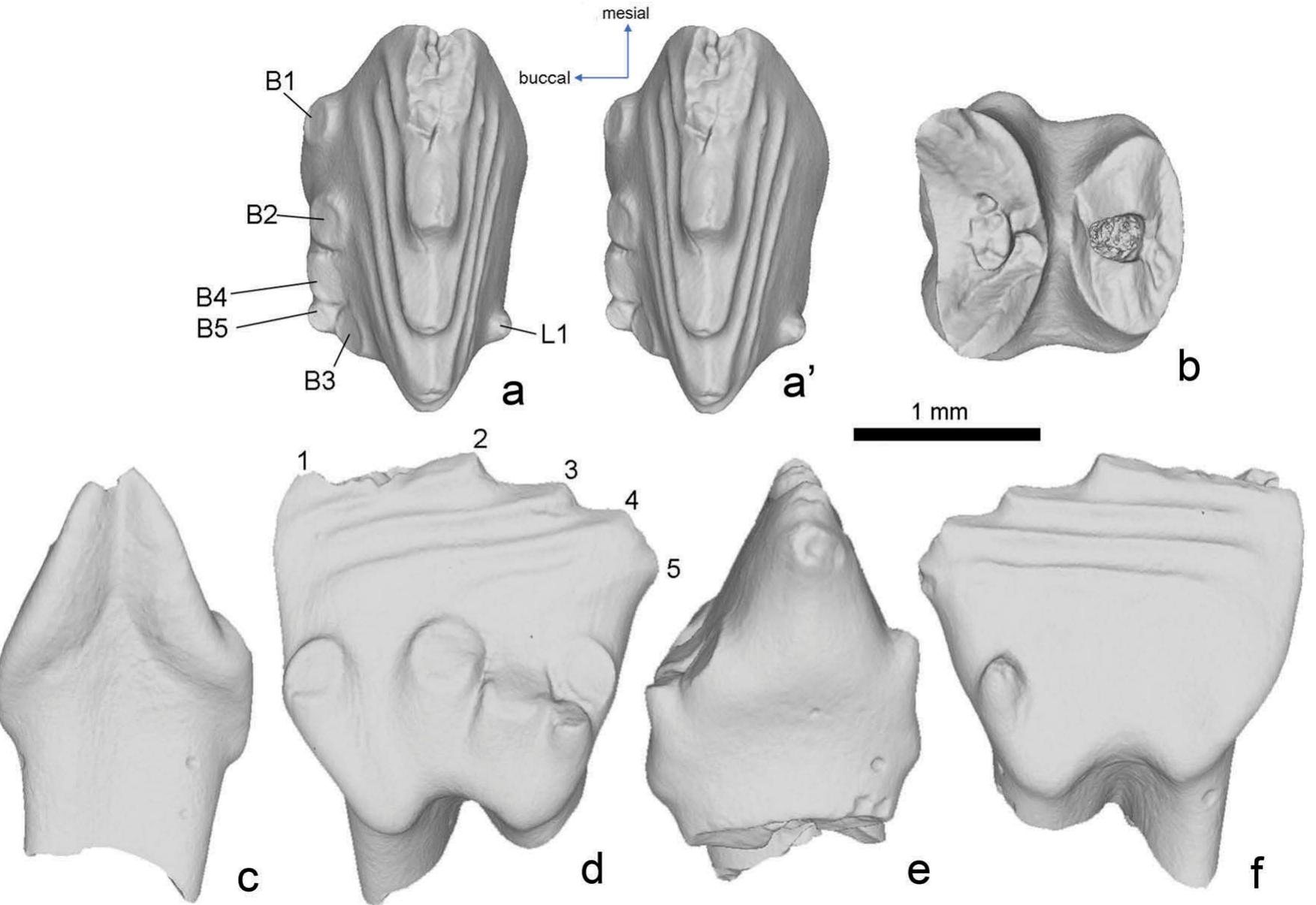 Multituberculate Rabbit (PDF) Late Jurassic multituberculate mammals from Langenberg Quarry ...