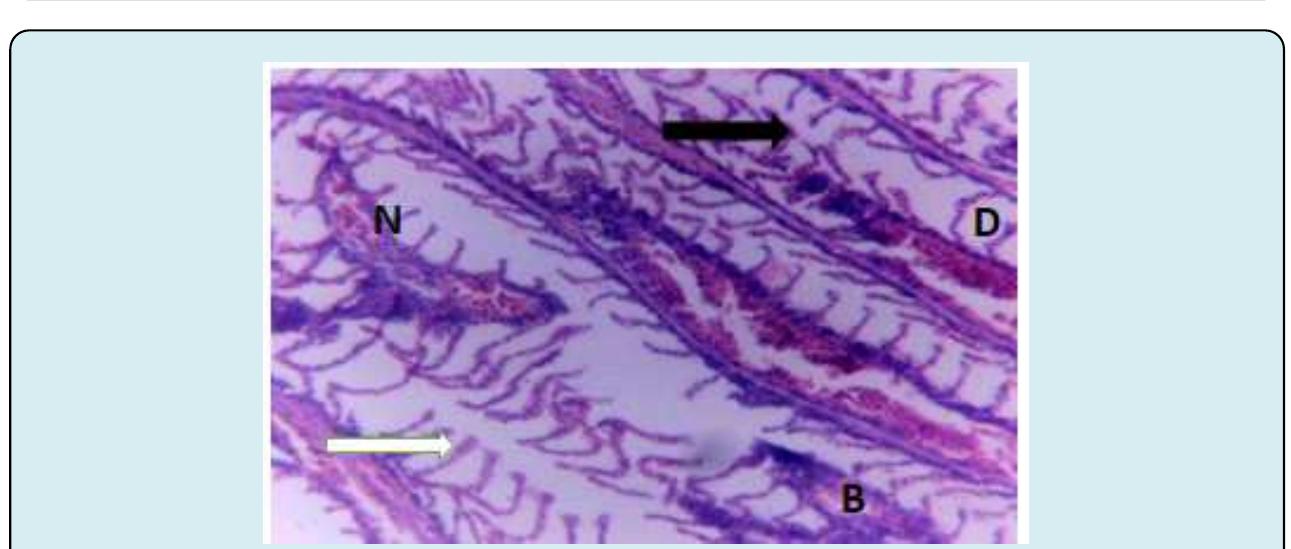 (PDF) Acute Toxicity and Histological Changes in Gills and Liver of ...