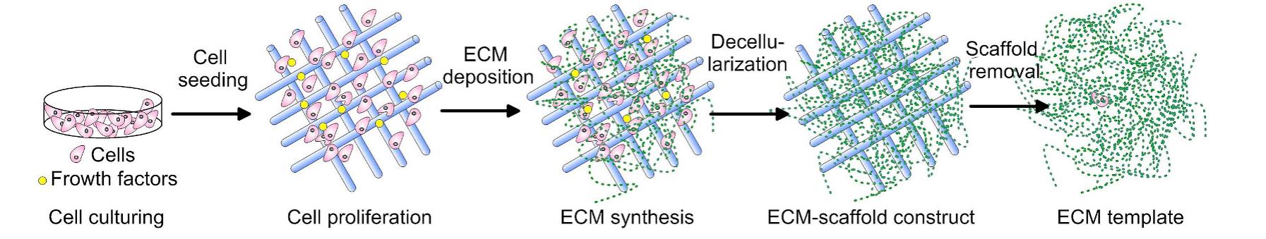 Figure 2 - from Recent advances in biomaterials for 3D