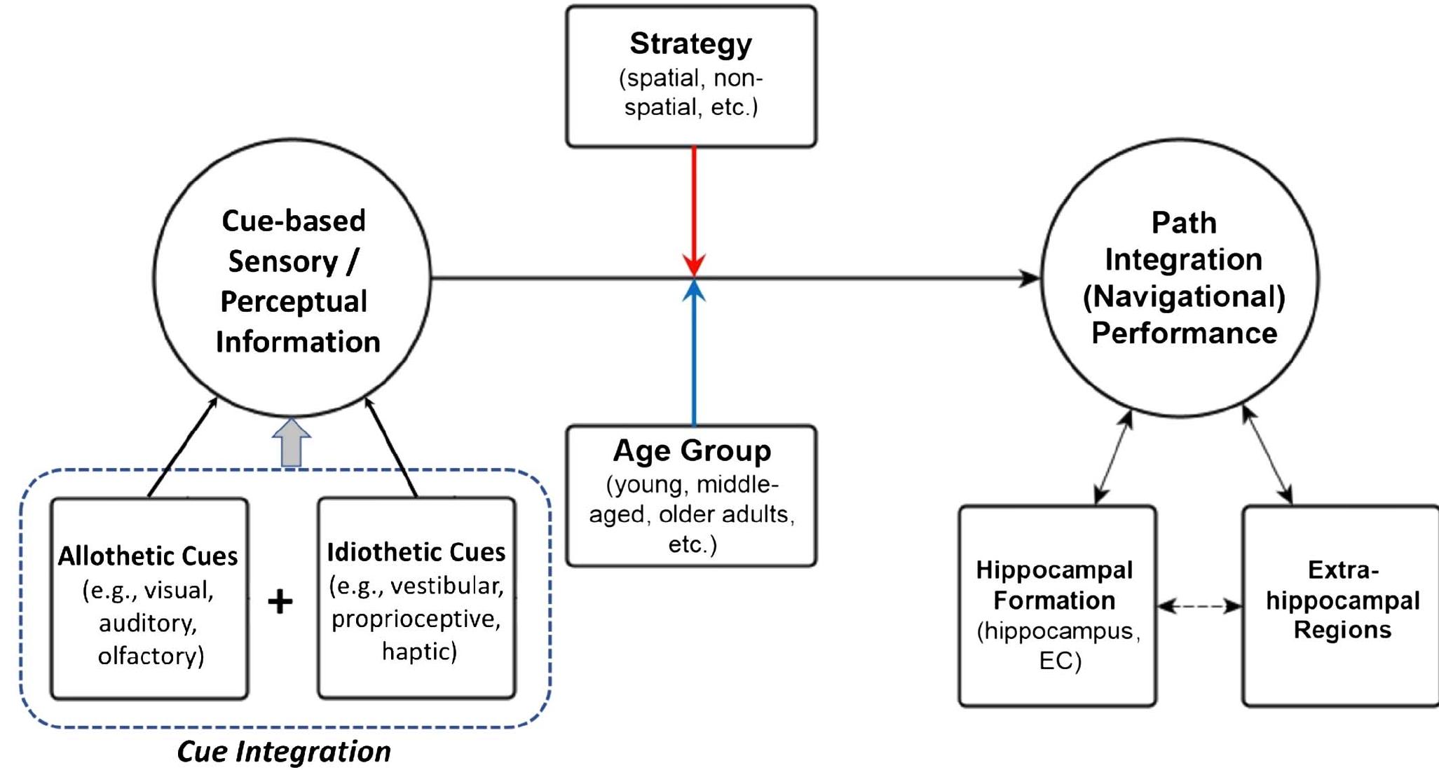(PDF) Neuroscience research on human visual path integration: Topical ...