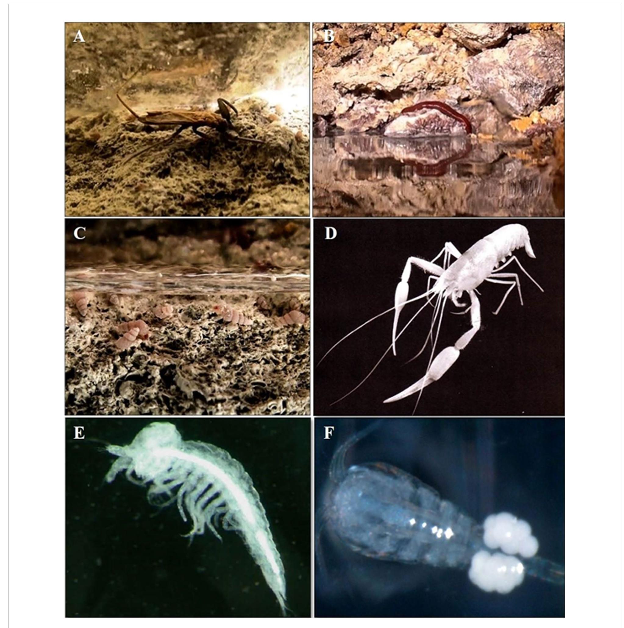 The diversity of groundwater habitats prone to extreme