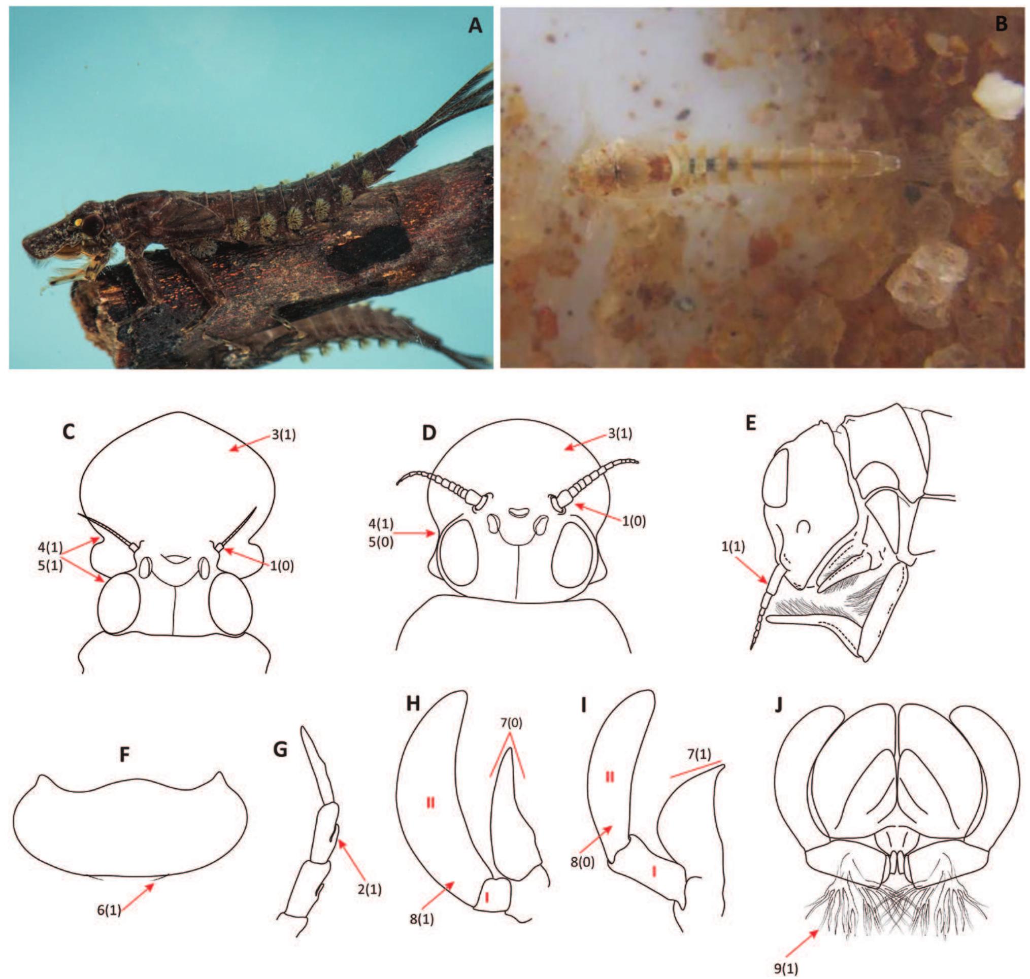 Morphology of oligoneuriidae, adults with arrows pointing to