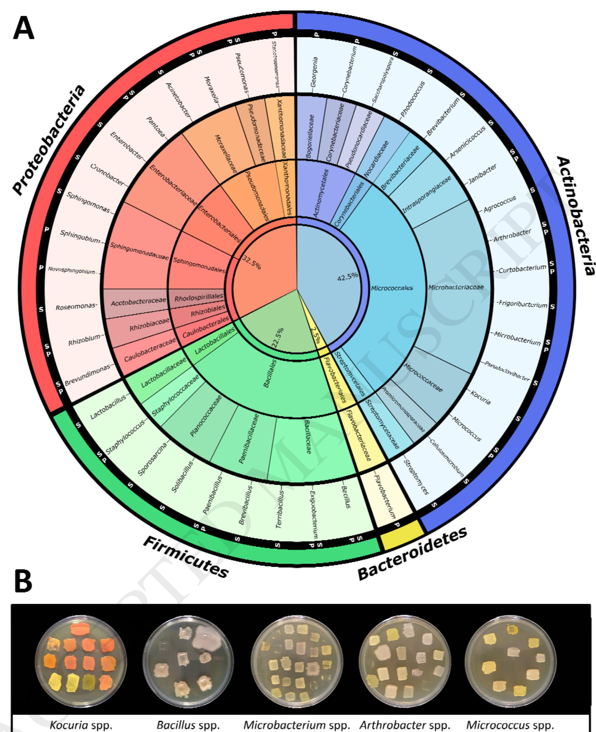 (PDF) Isolation, taxonomic analysis, and phenotypic characterization of ...
