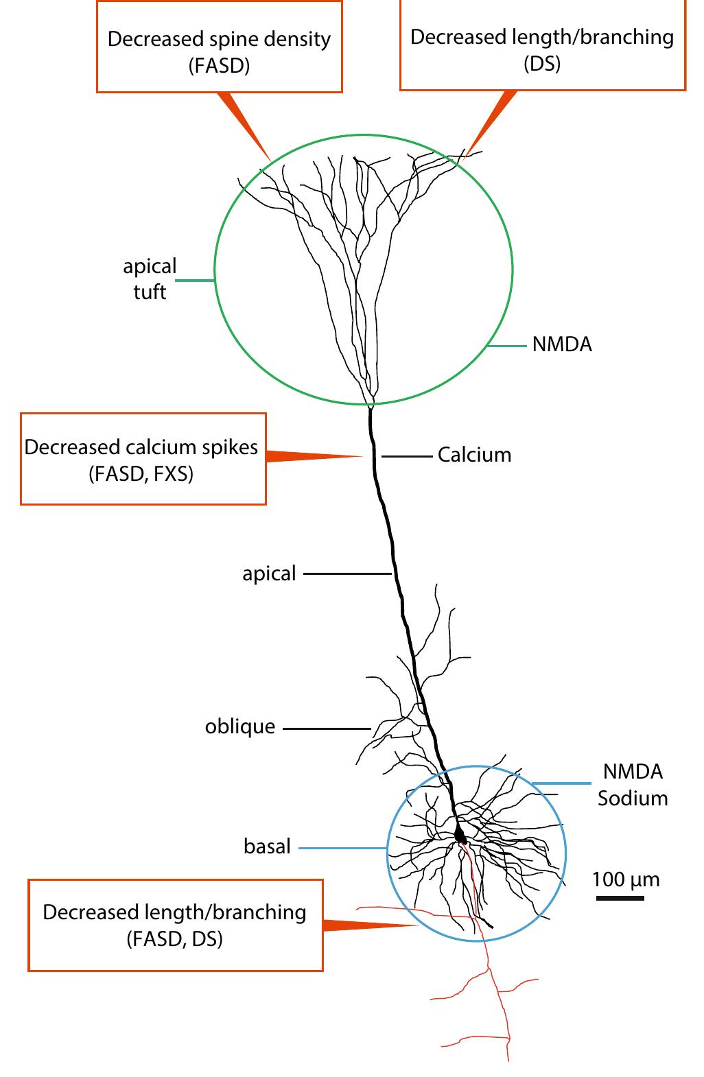 (PDF) Dendrites of Neocortical Pyramidal Neurons: The Key to Understand ...