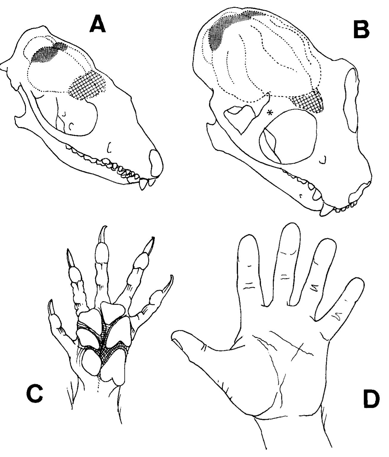 Primates Head Figure 1 - from New views on primate origins