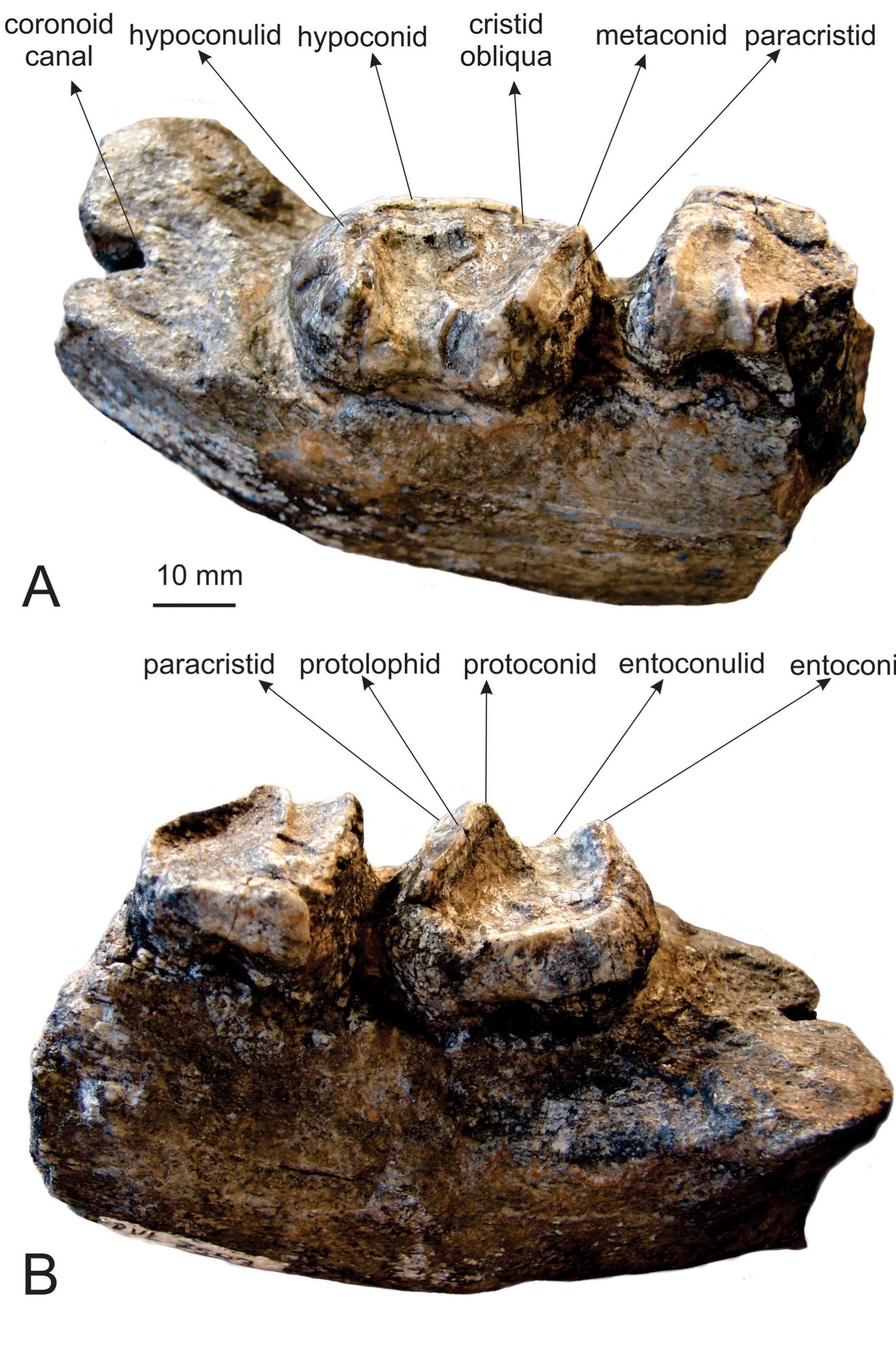 Rodcania Figure 2 - from Phylogenetic relationships and palaeobiology
