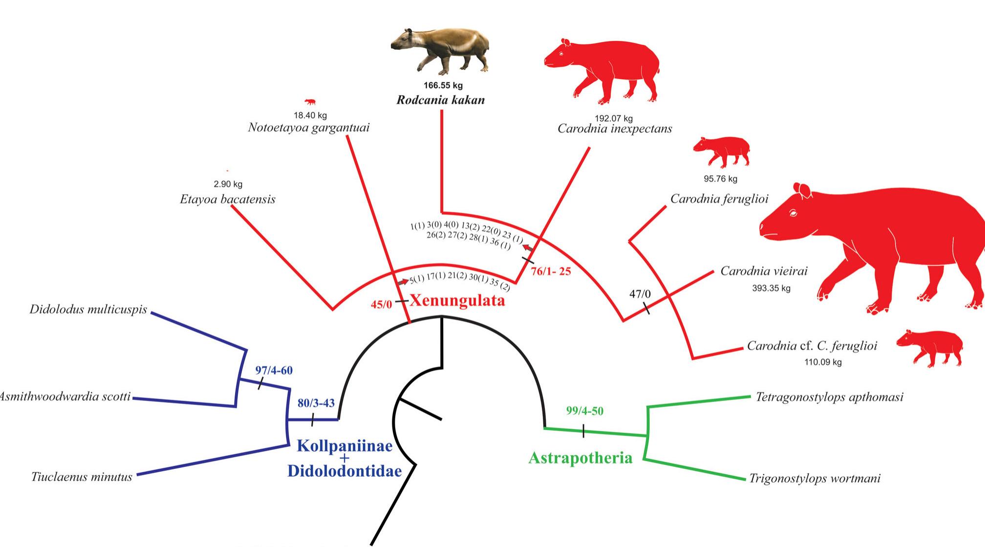 Rodcania Figure 2 - from Phylogenetic relationships and palaeobiology