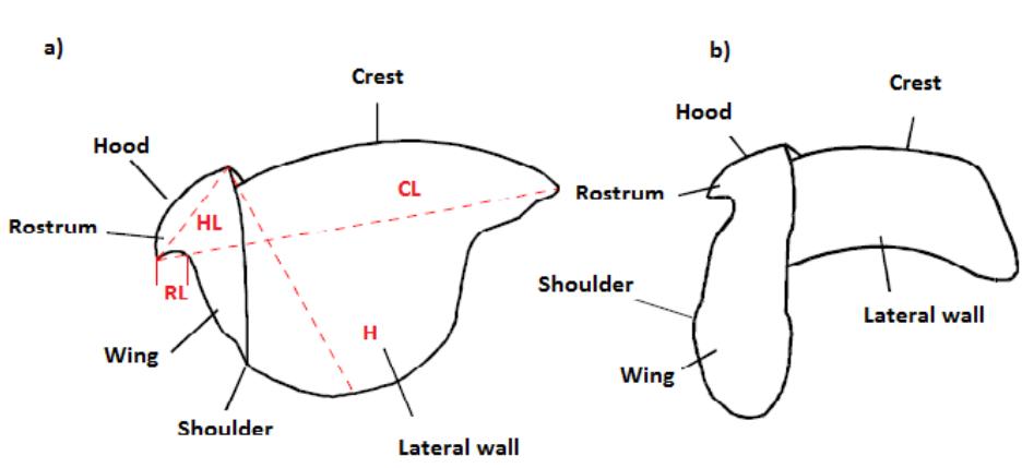 Octopus Rostrum (PDF) Age validation in Octopus maya () by counting increments in the ...