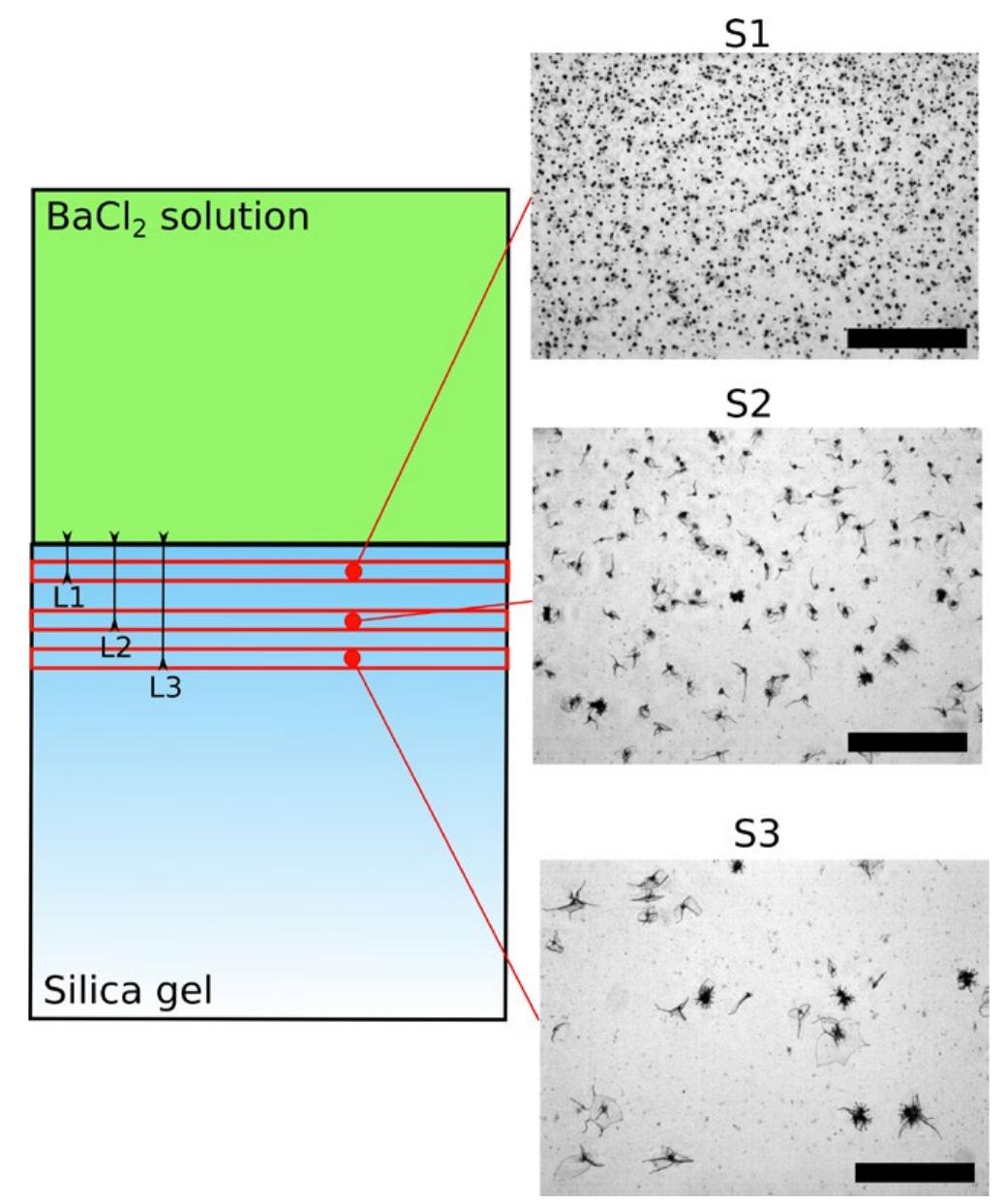 (PDF) A morphogram for silica-witherite biomorphs and its application ...