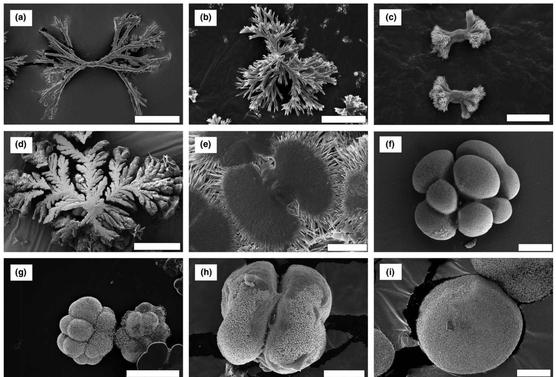 (PDF) A morphogram for silica-witherite biomorphs and its application ...