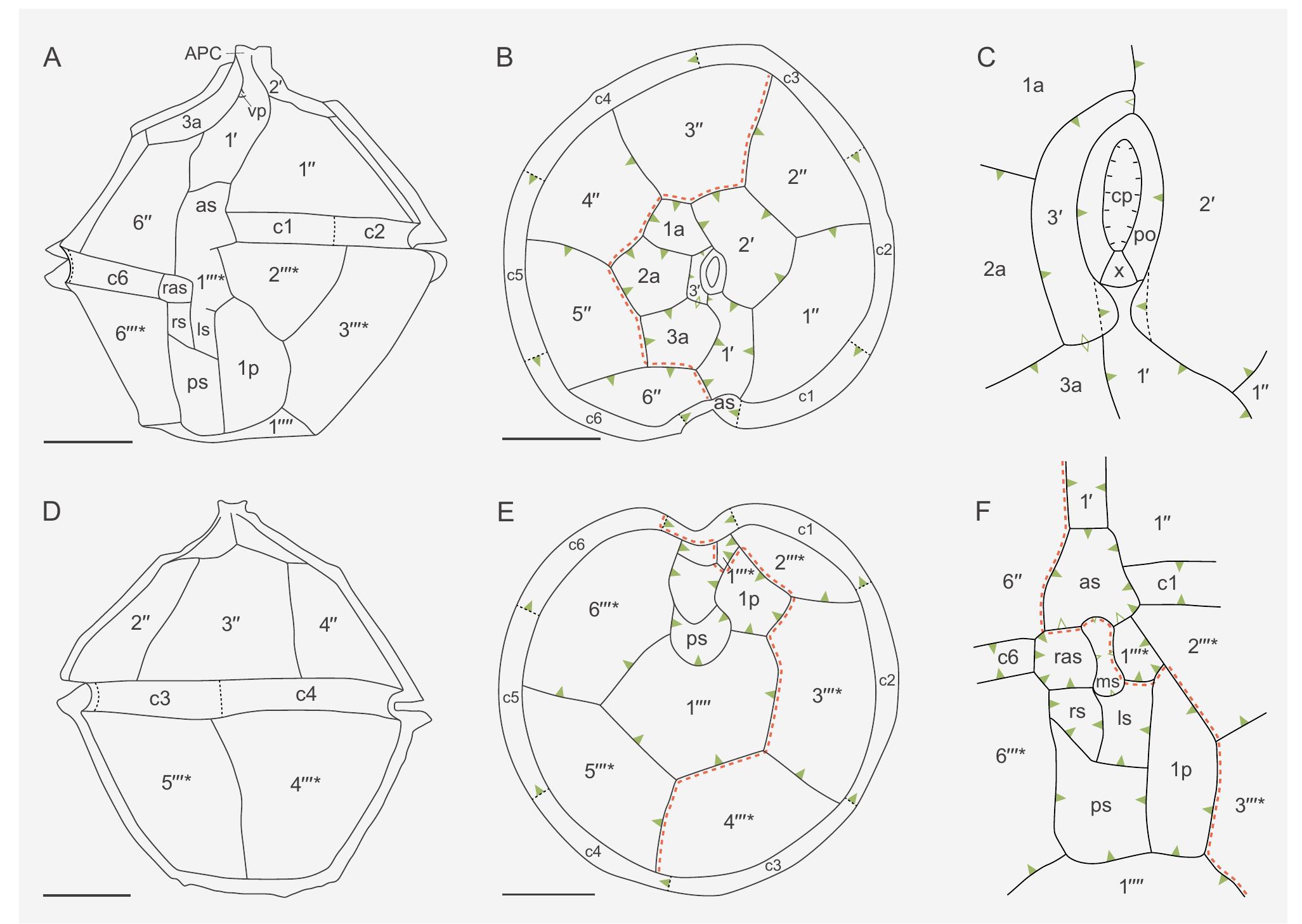 (PDF) Dual nomenclature in organic-walled dinoflagellate cysts I ...