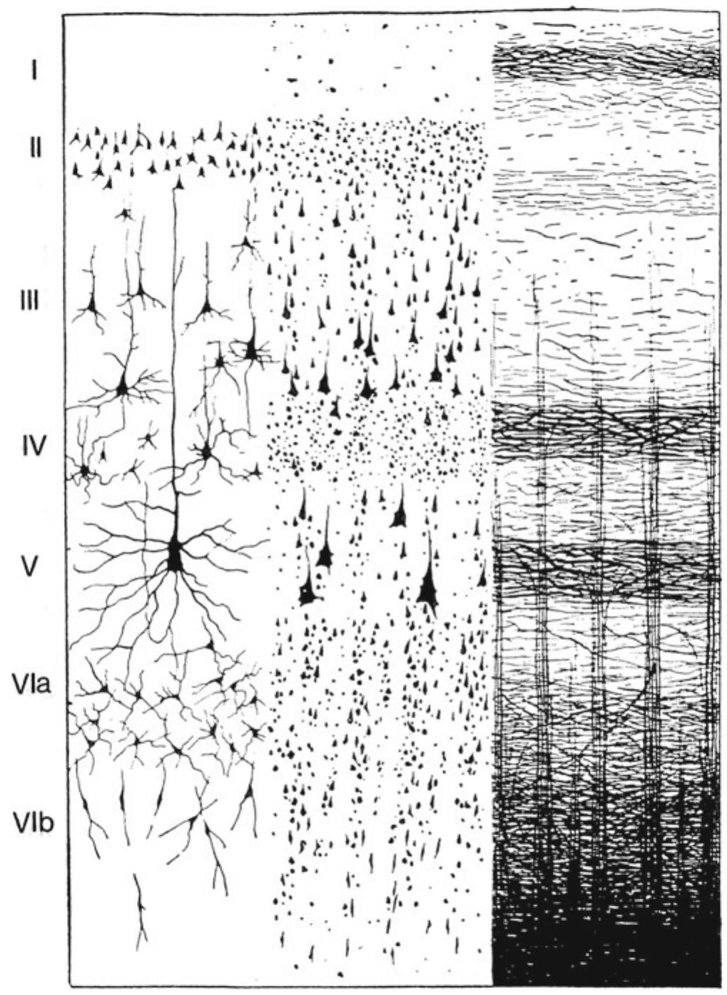 Figure 12 - from Clinical Neuroembryology: Development and