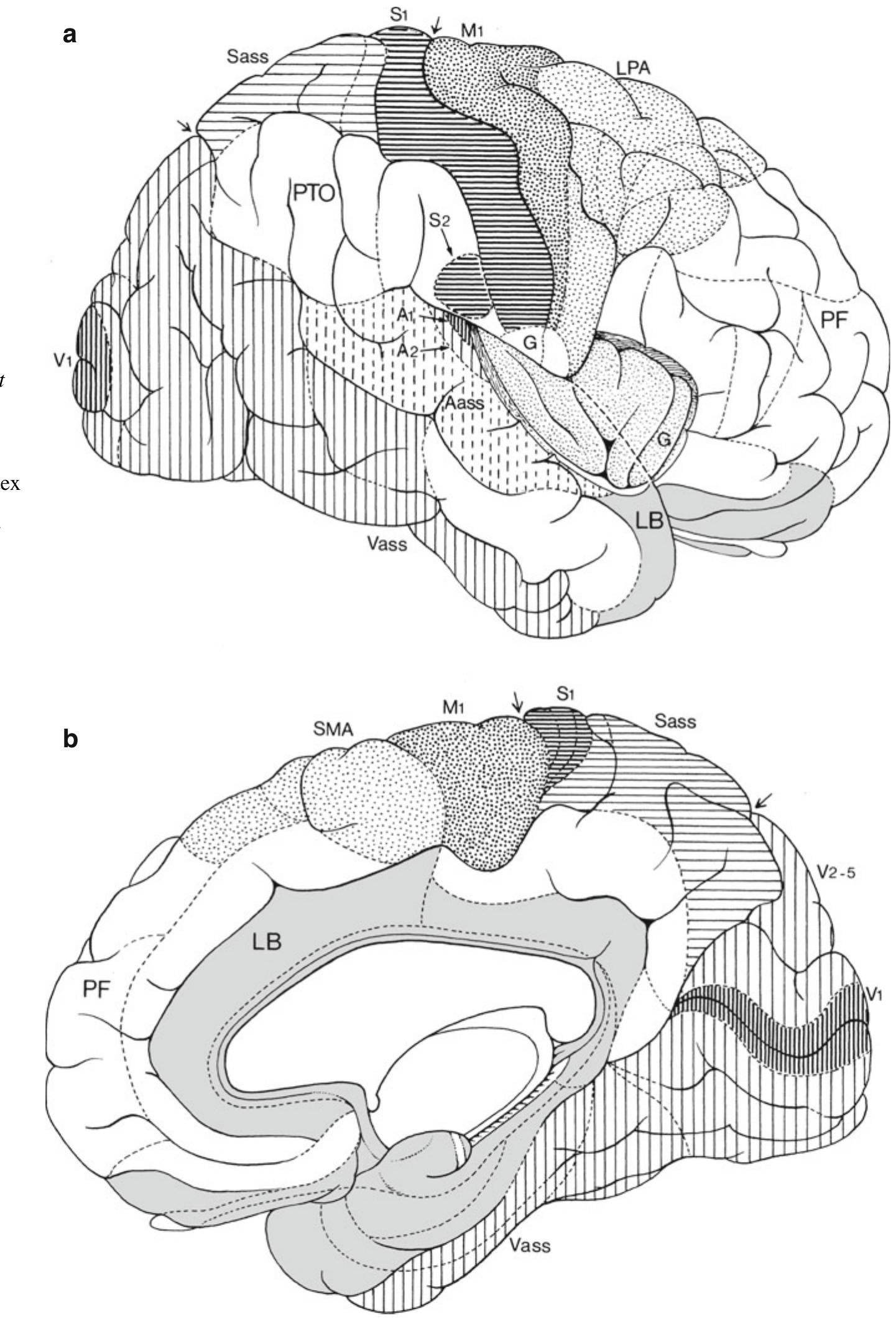 Figure 12 - from Clinical Neuroembryology: Development and