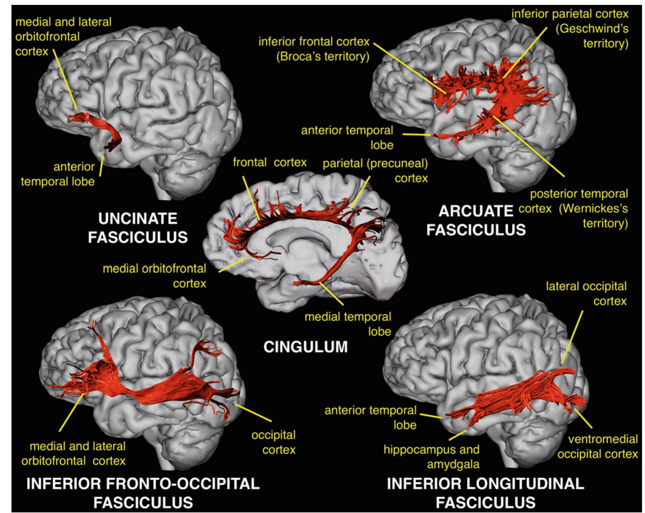 12 major long association pathways: the uncinate fascicle,